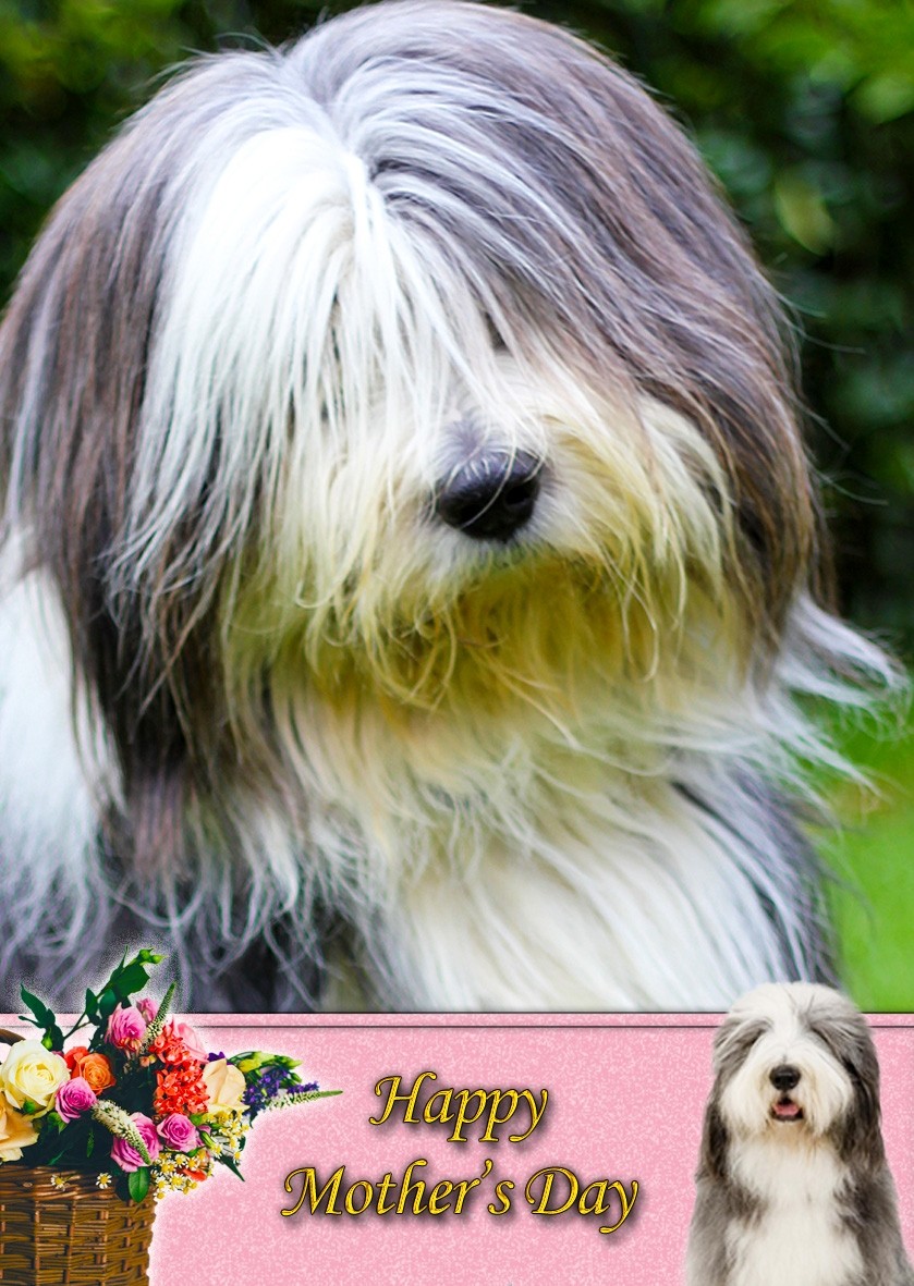 Bearded Collie Mother's Day Card