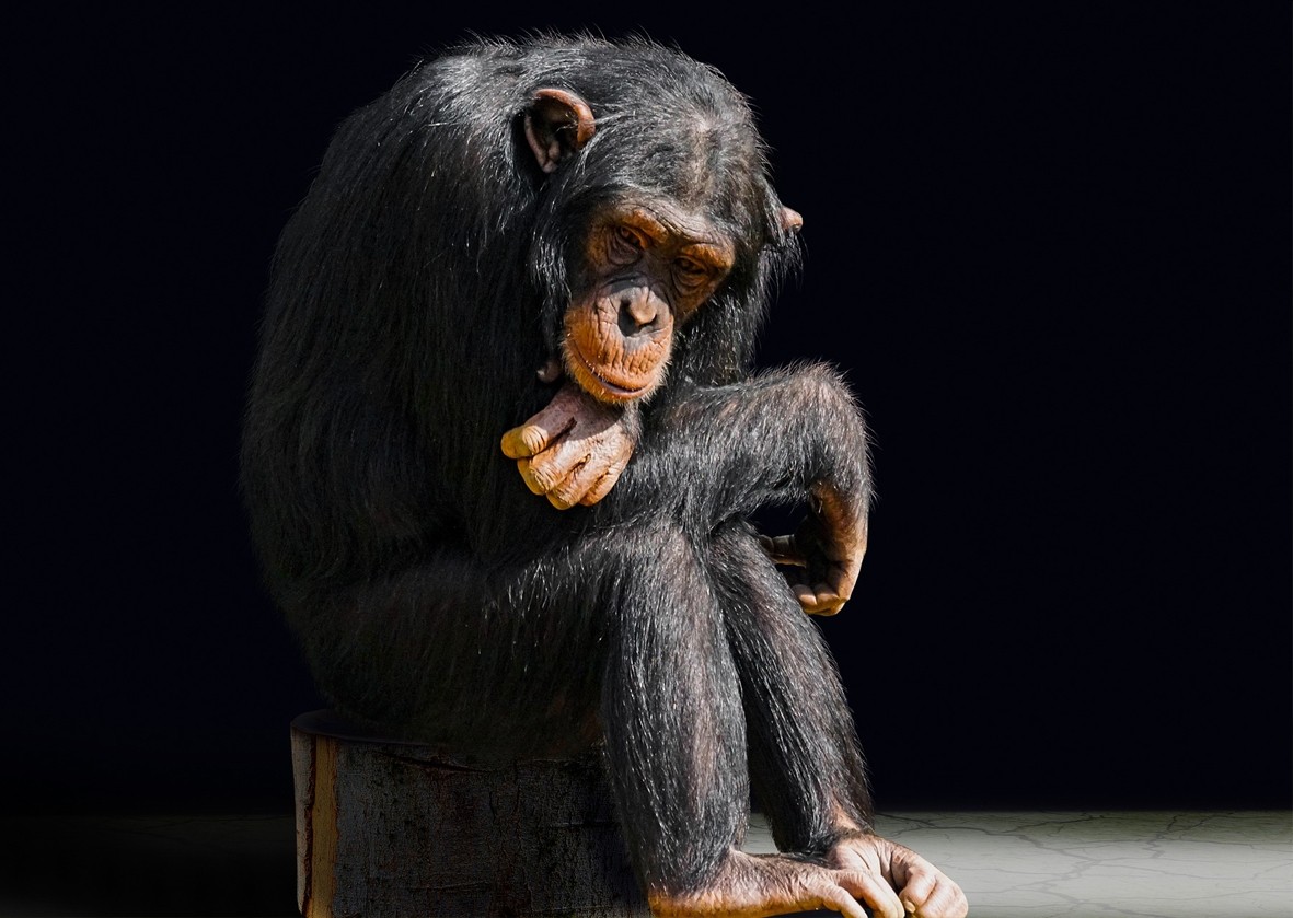 Chimpanzee Greeting Card