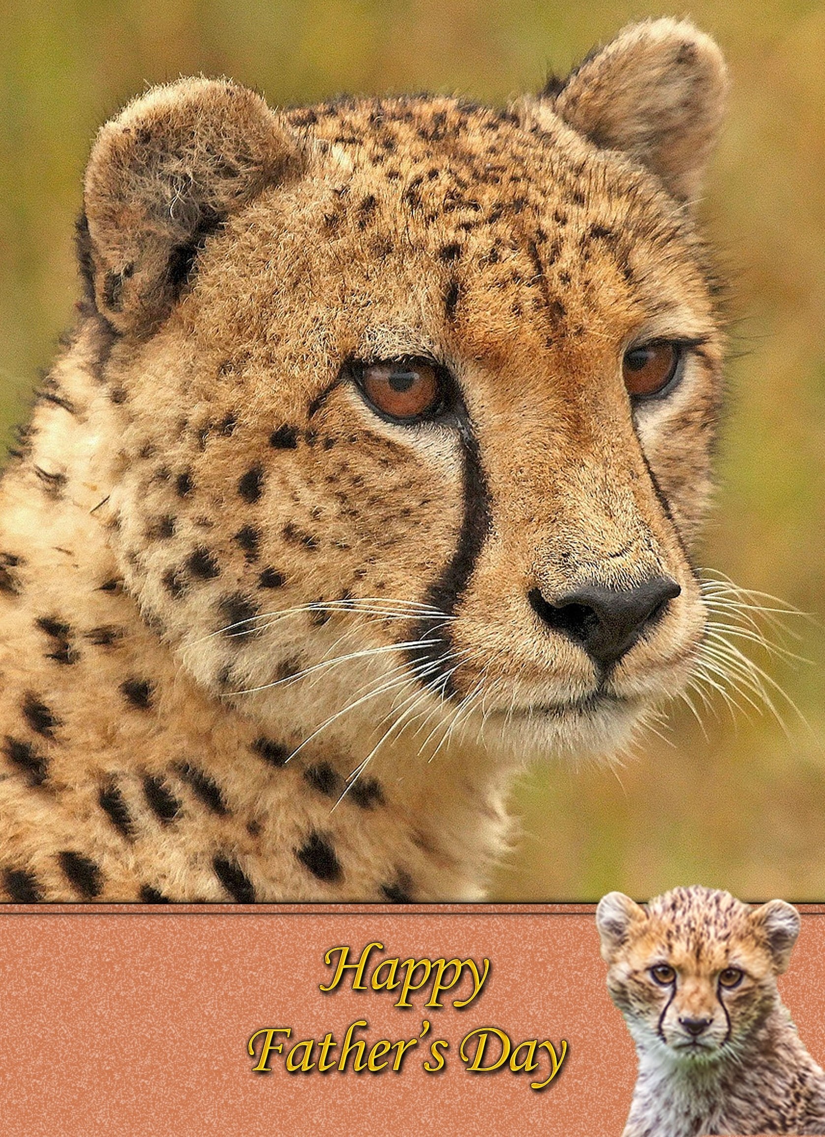 Cheetah Father's Day Card