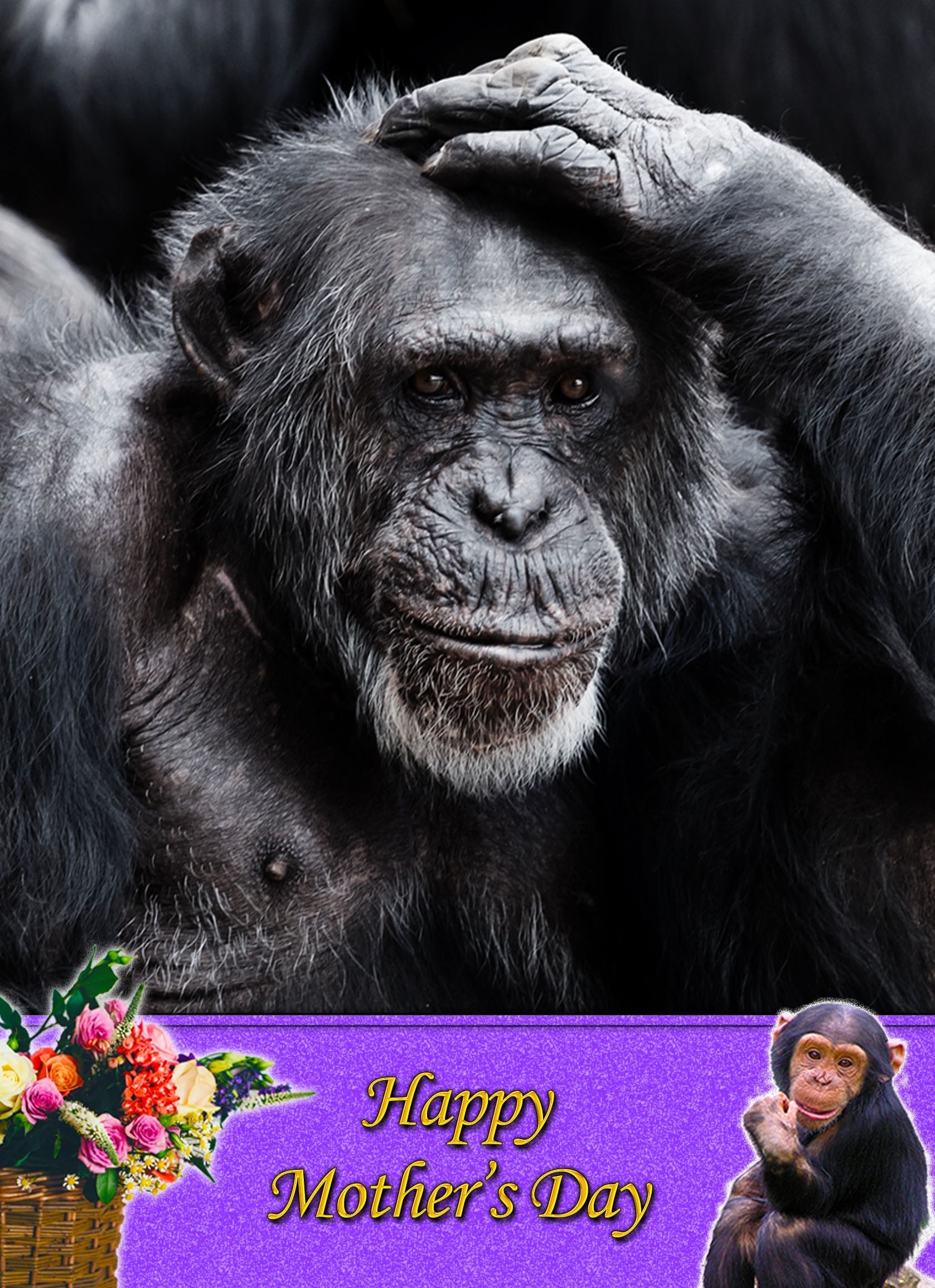 Chimpanzee Mother's Day Card