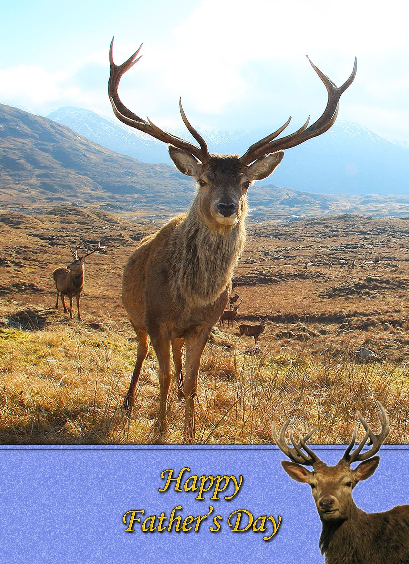 Deer/Stag Father's Day Card