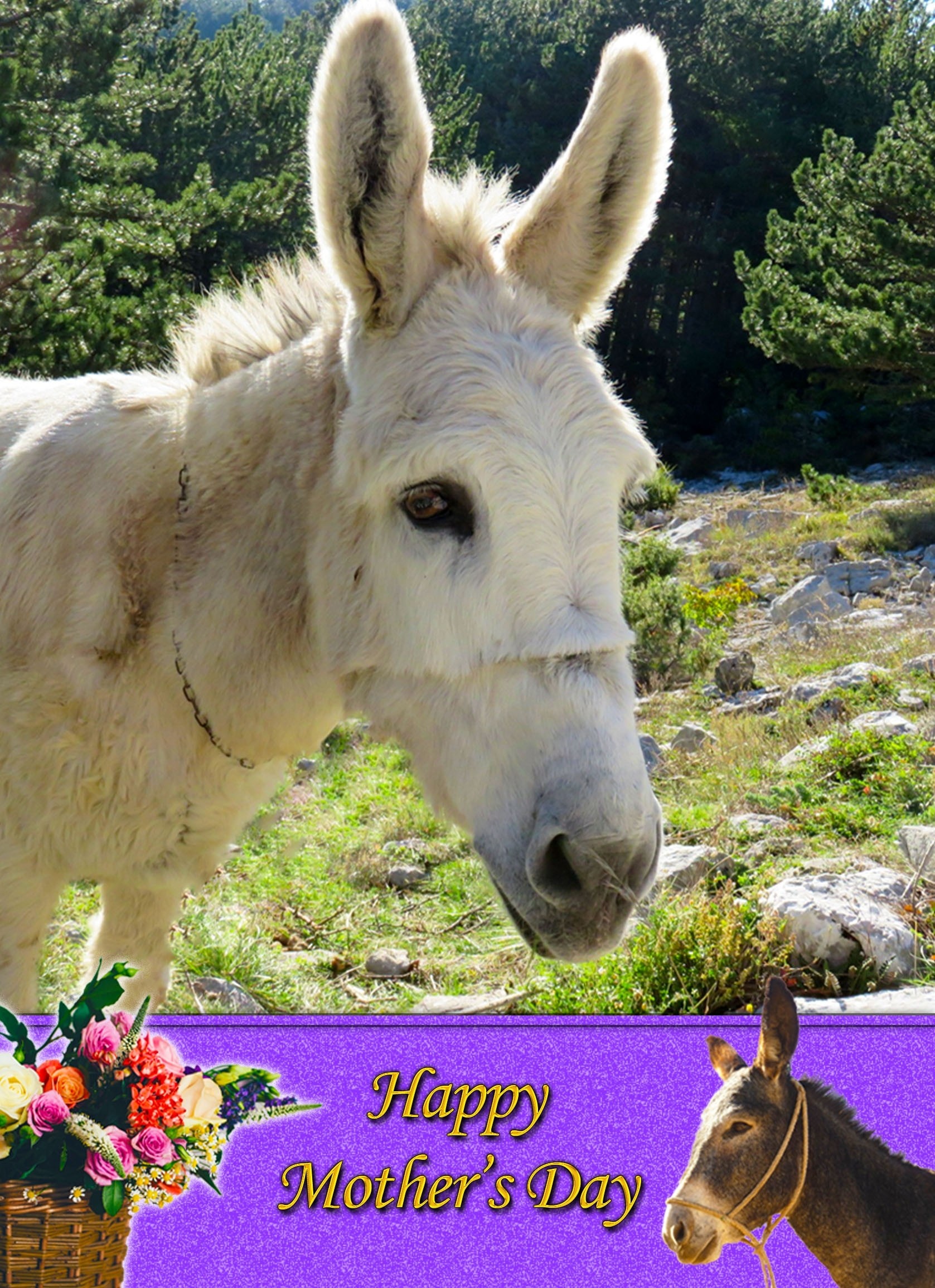 Donkey Mother's Day Card
