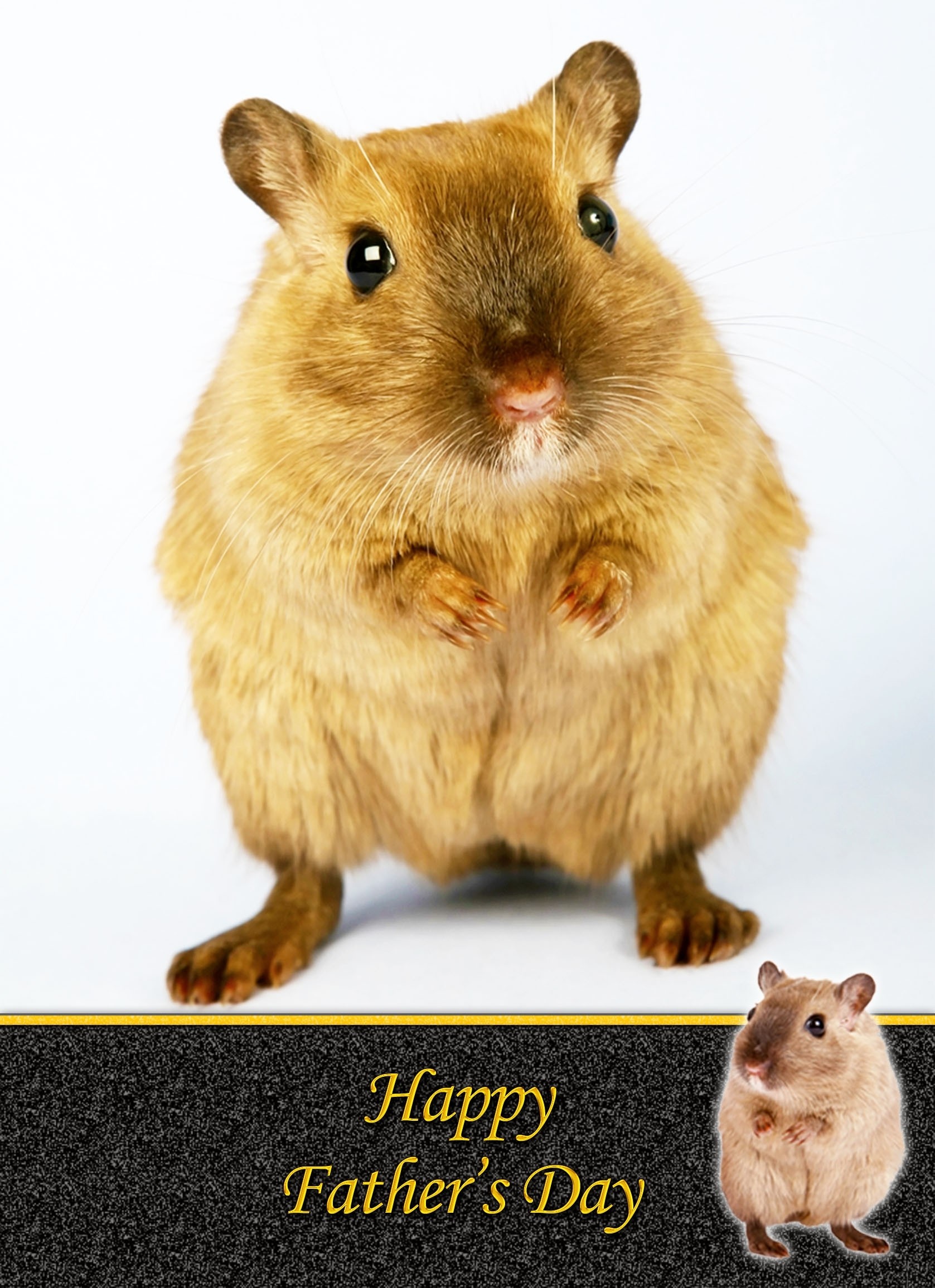 Gerbil Father's Day Card