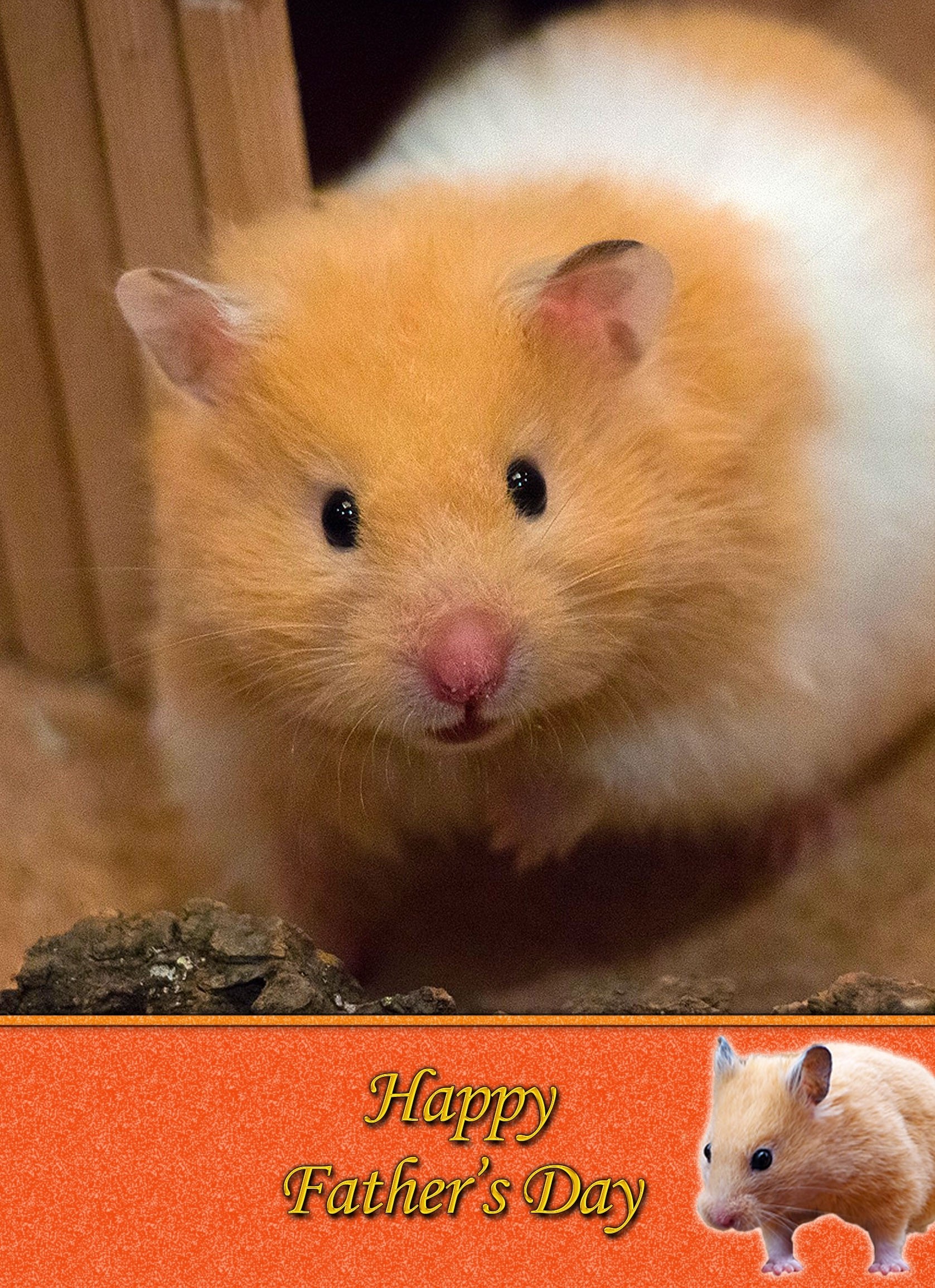 Hamster Father's Day Card