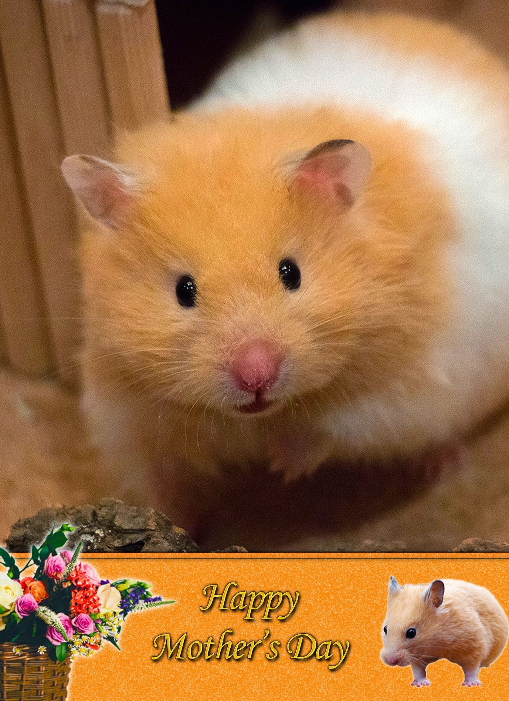 Hamster Mother's Day Card