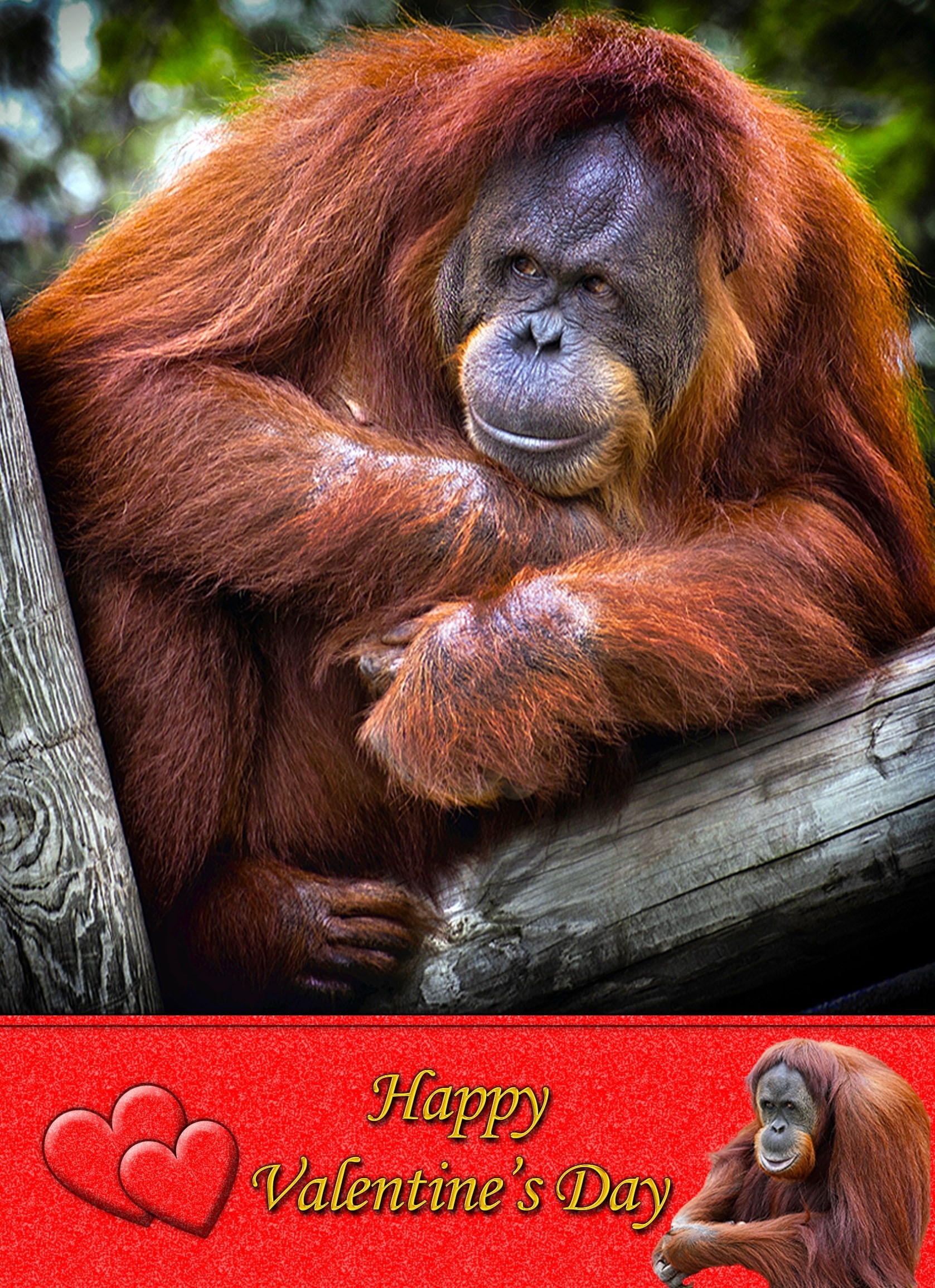 Orangutan Valentine's Day Card