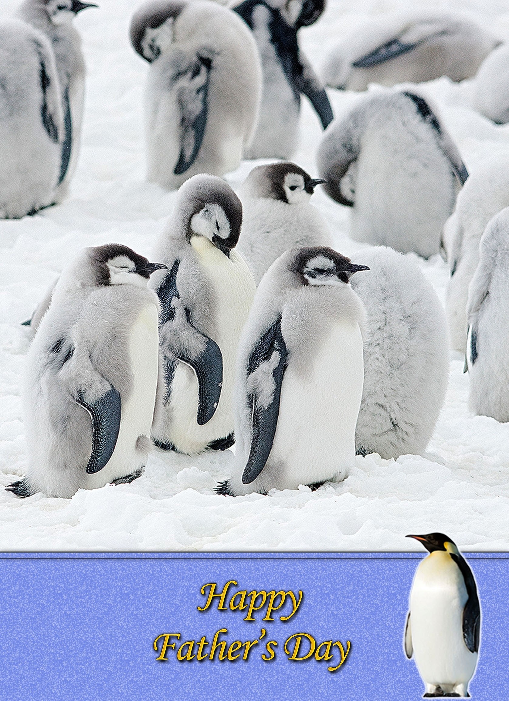 Penguin Father's Day Card