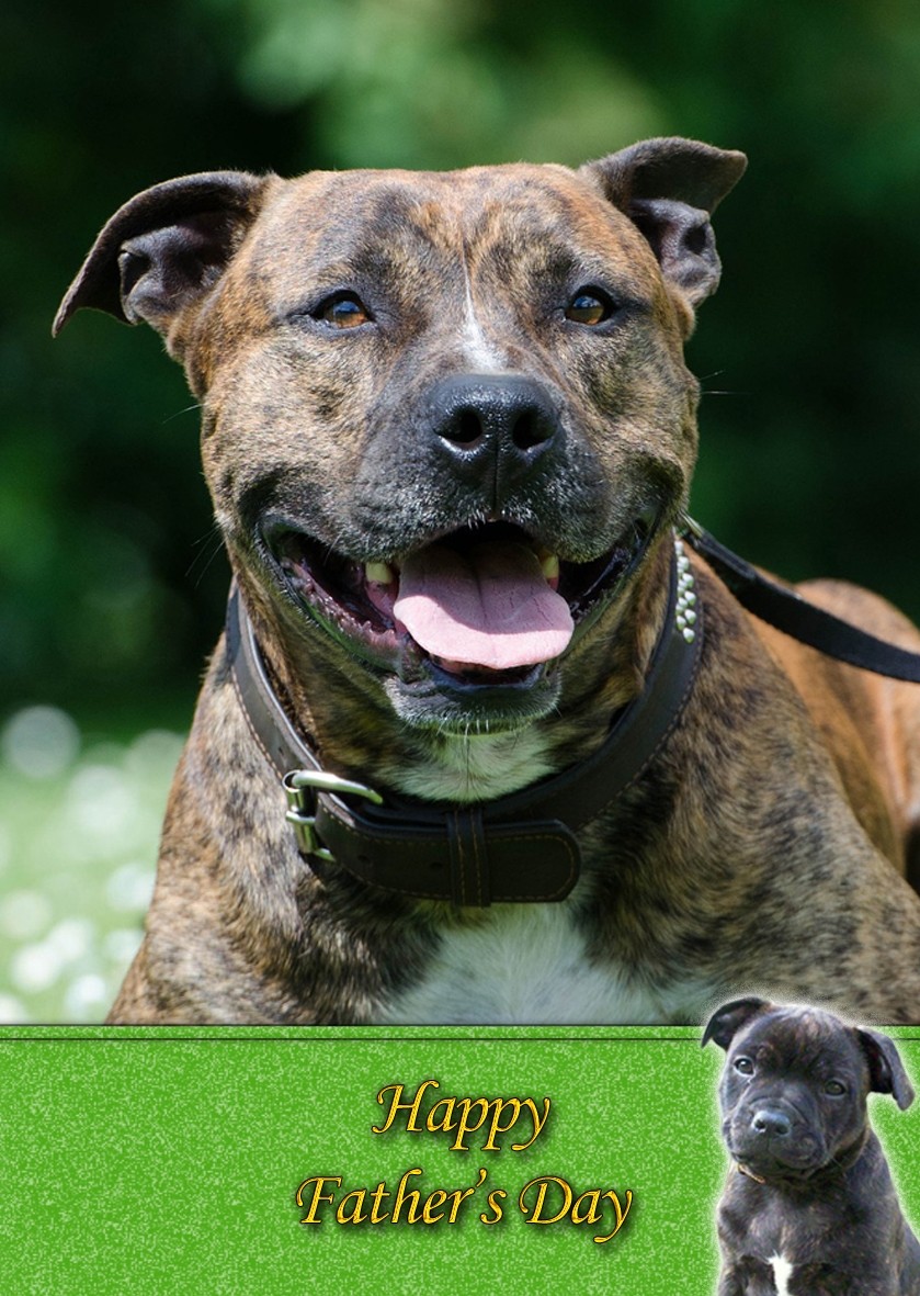 Staffordshire Bull Terrier Father's Day Card
