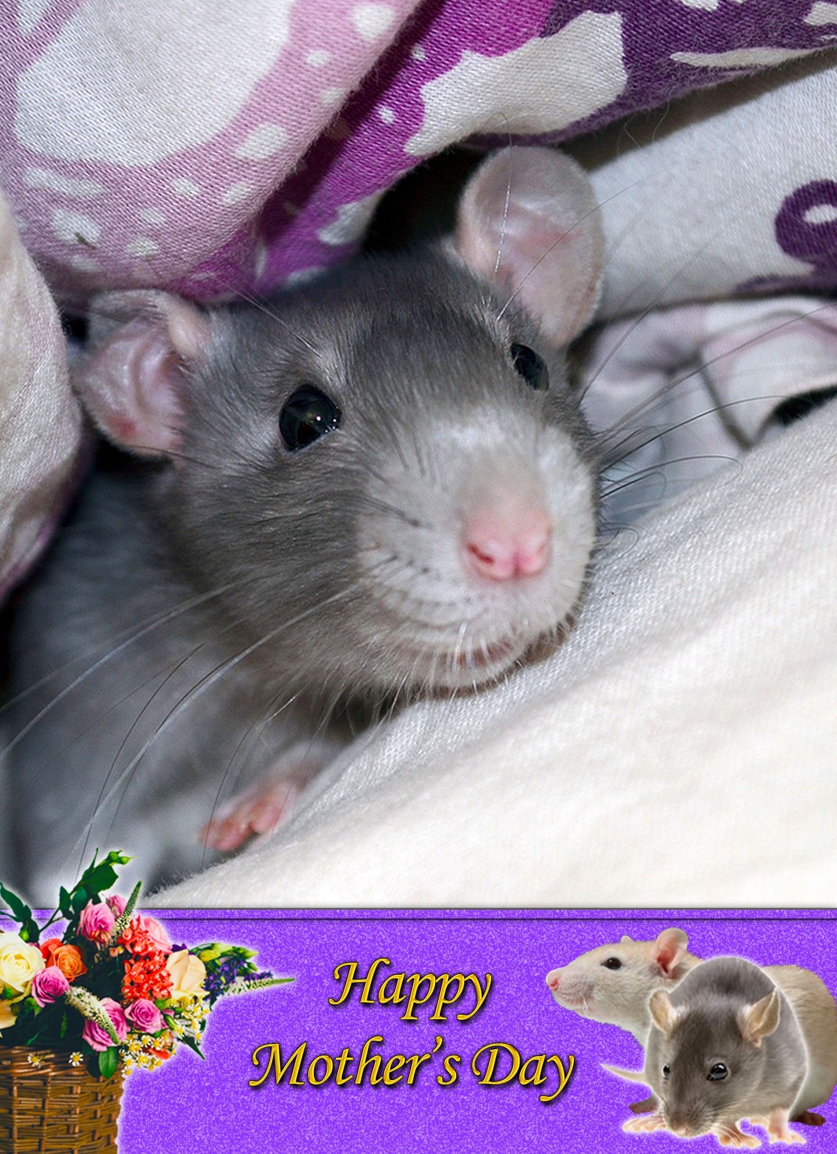 Rat Mother's Day Card