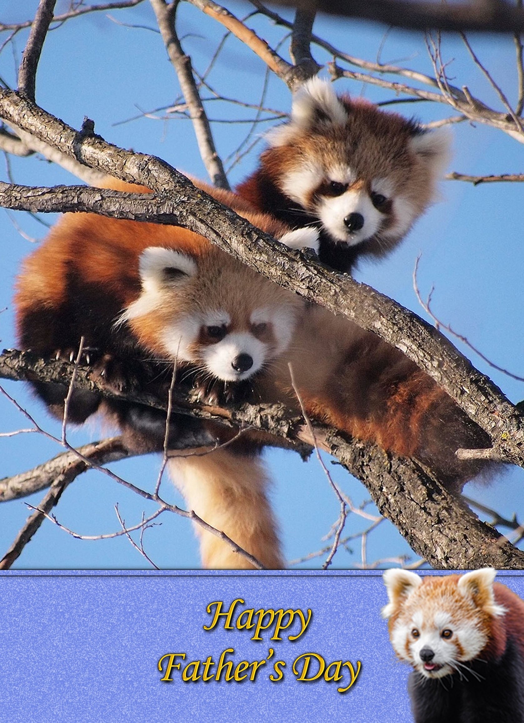 Red Panda Father's Day Card