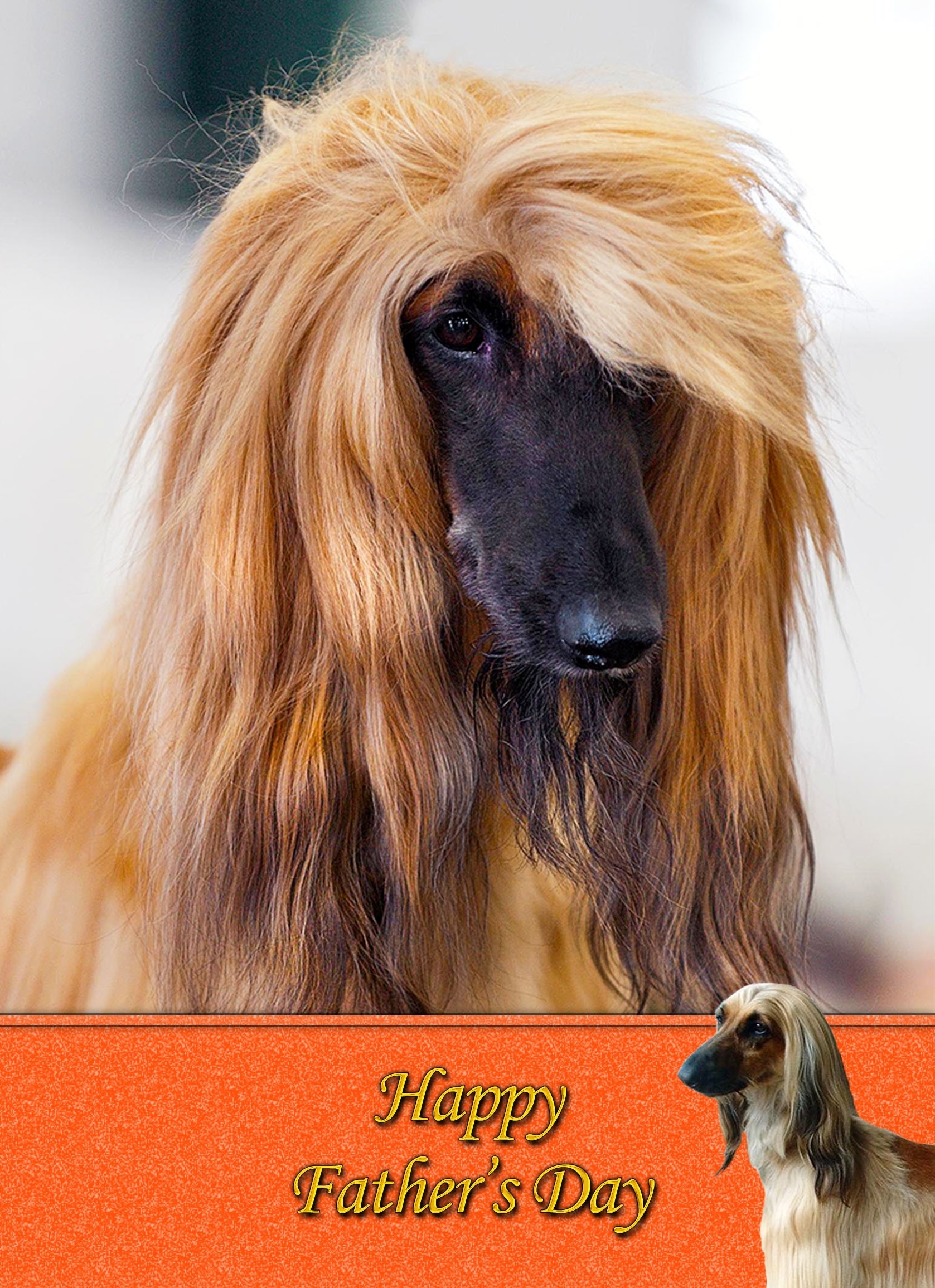 Afghan Hound Fathers Day Card