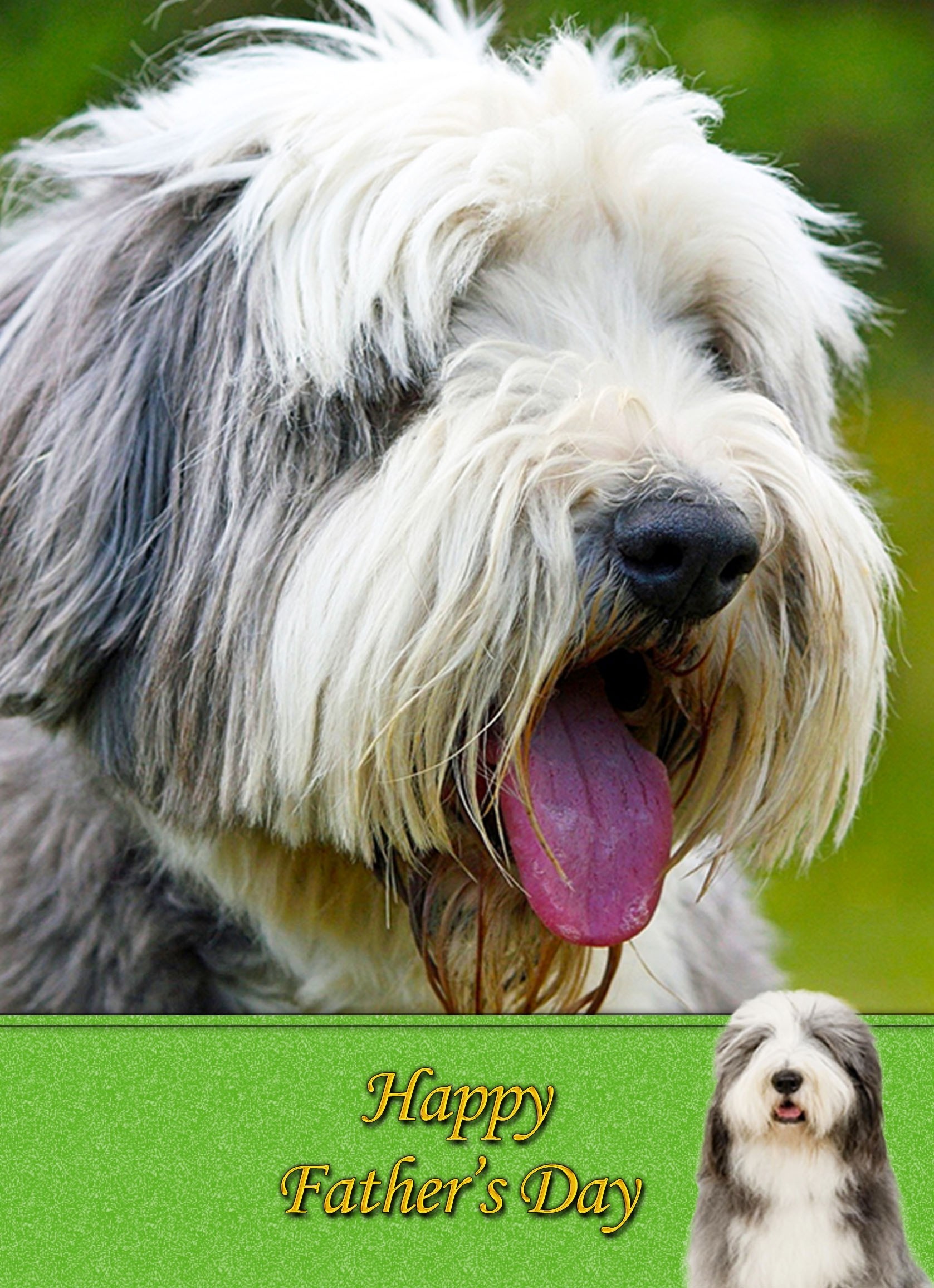 bearded Collie father's day card