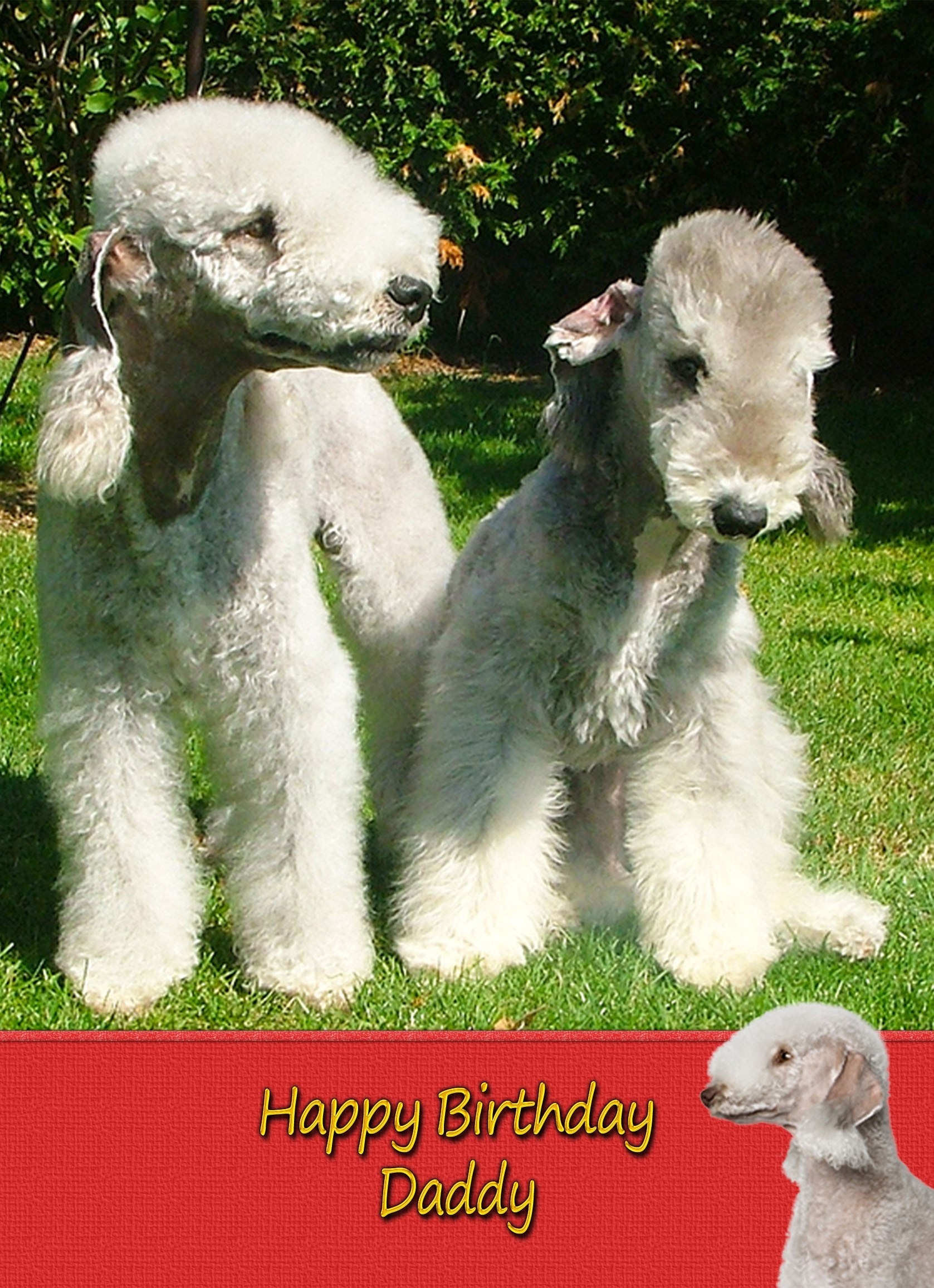 Personalised Bedlington Terrier Card