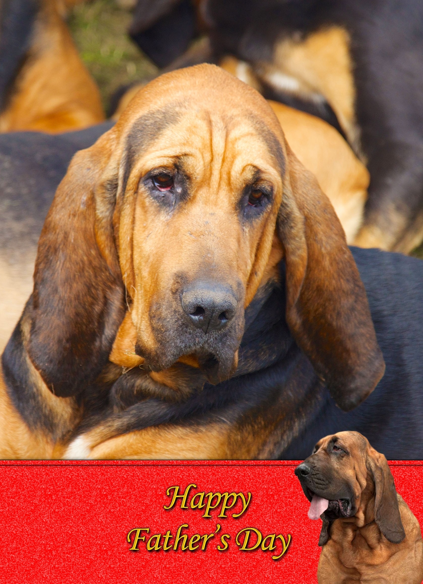 Bloodhound Father's day card