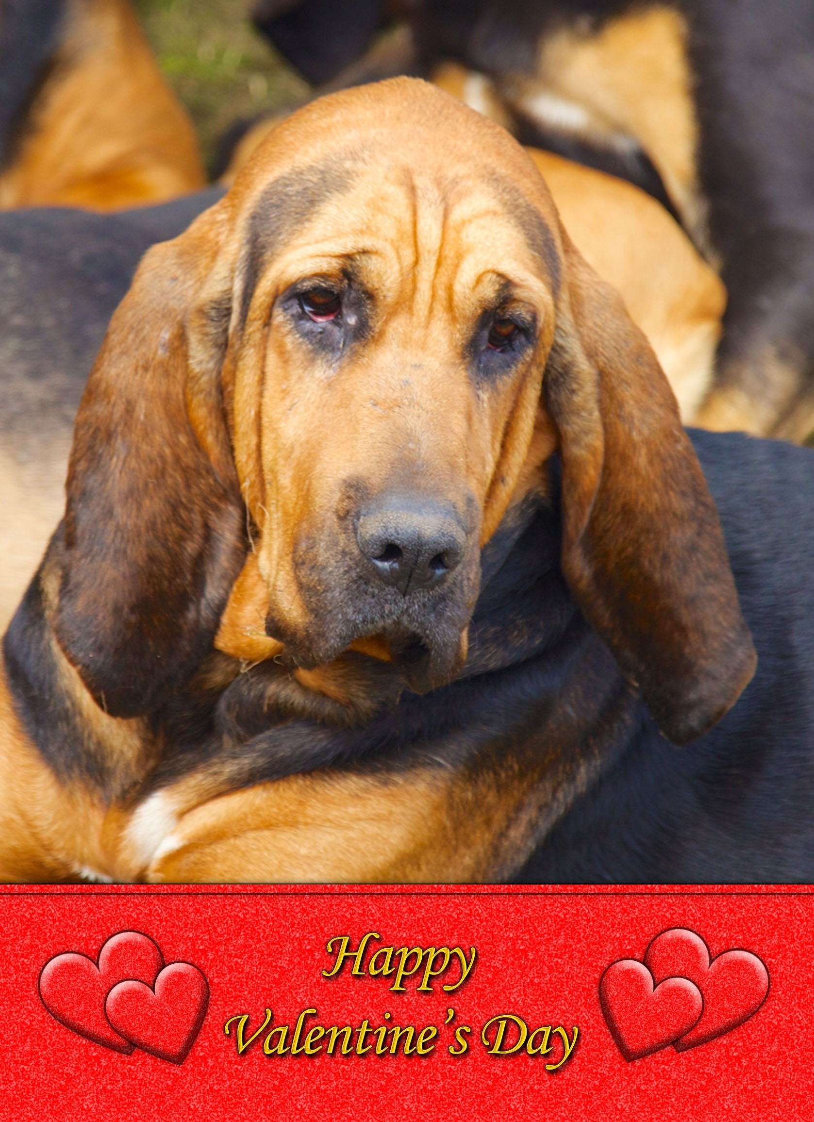 Bloodhound Valentine's Day Card
