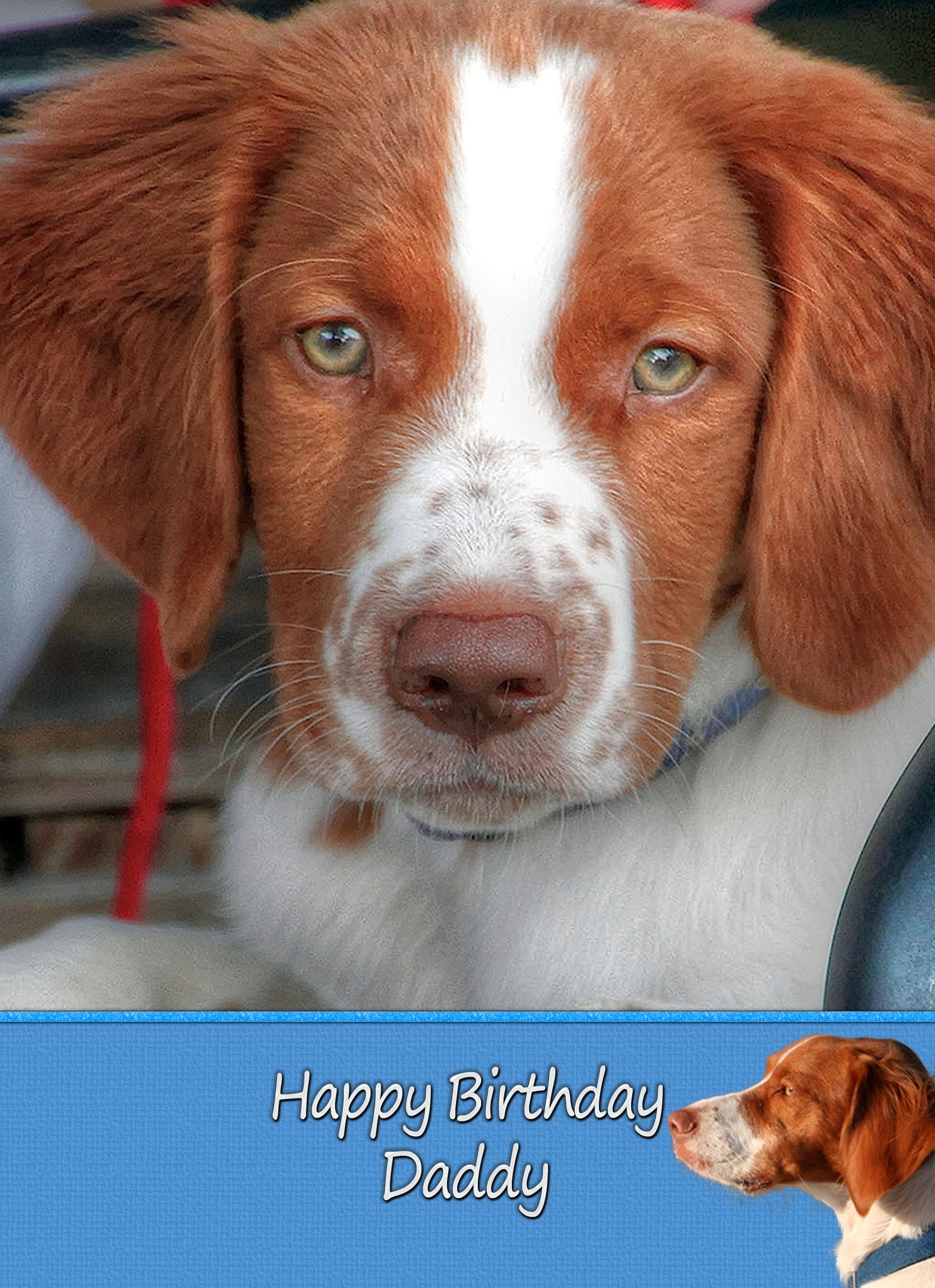 Personalised Brittany Card