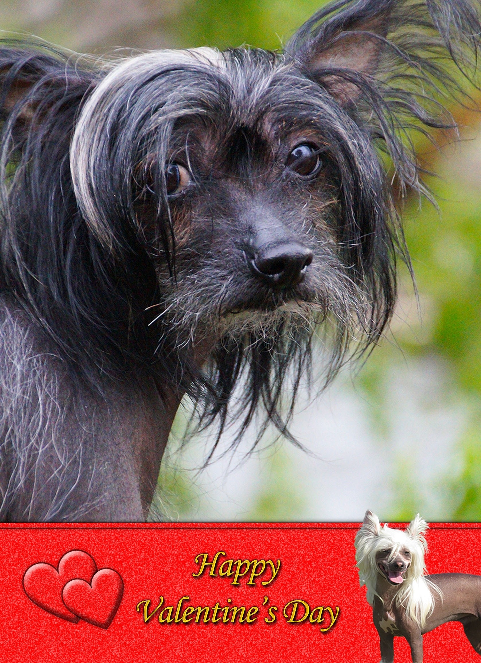 Chinese Crested Valentine's Day Card