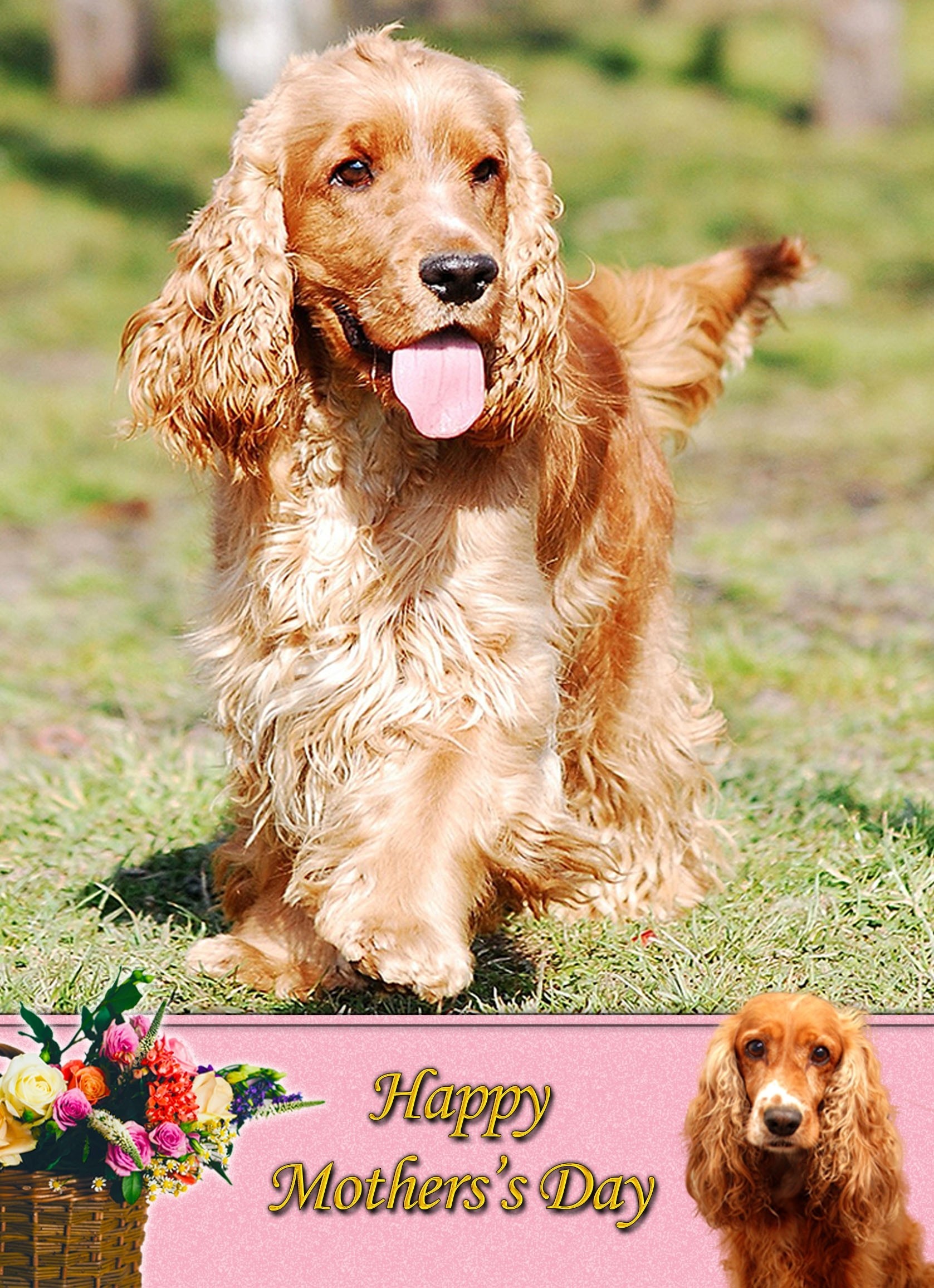 Cocker Spaniel Mother's Day Card