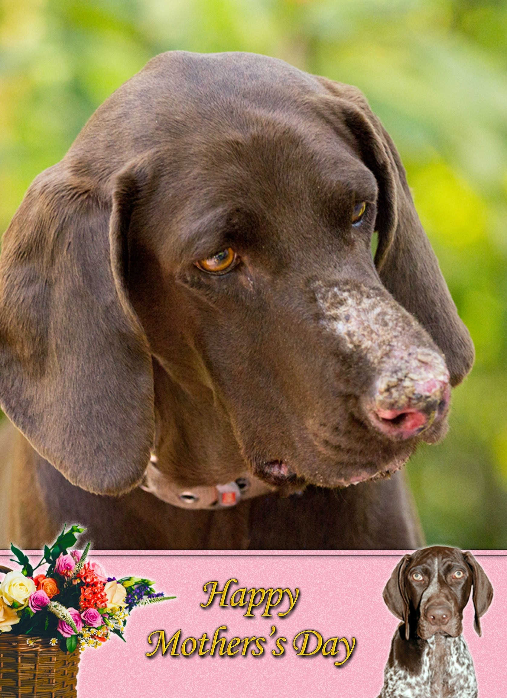 German Short Haired Pointer Mother's Day Card