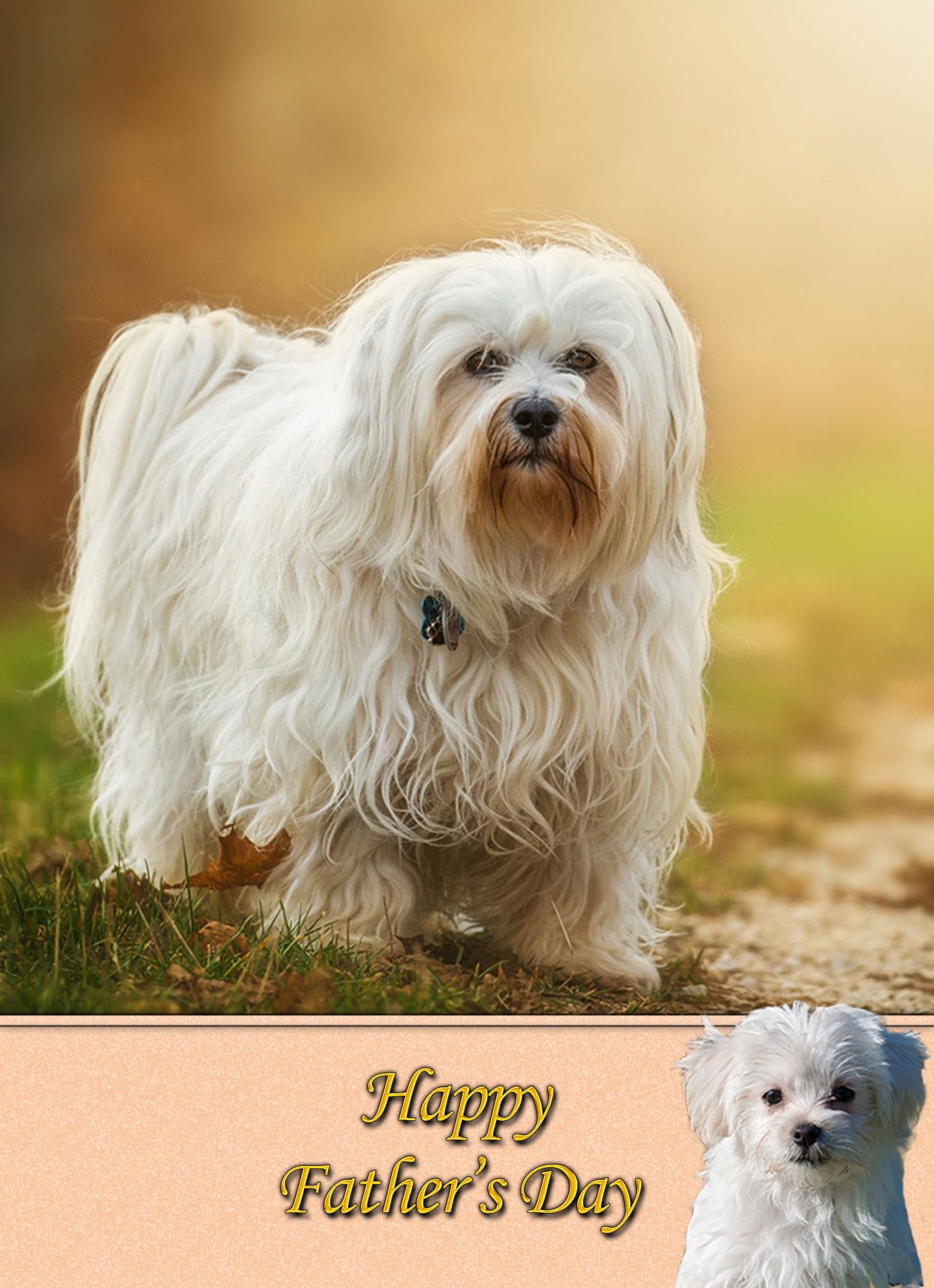 Havanese Father's Day Card