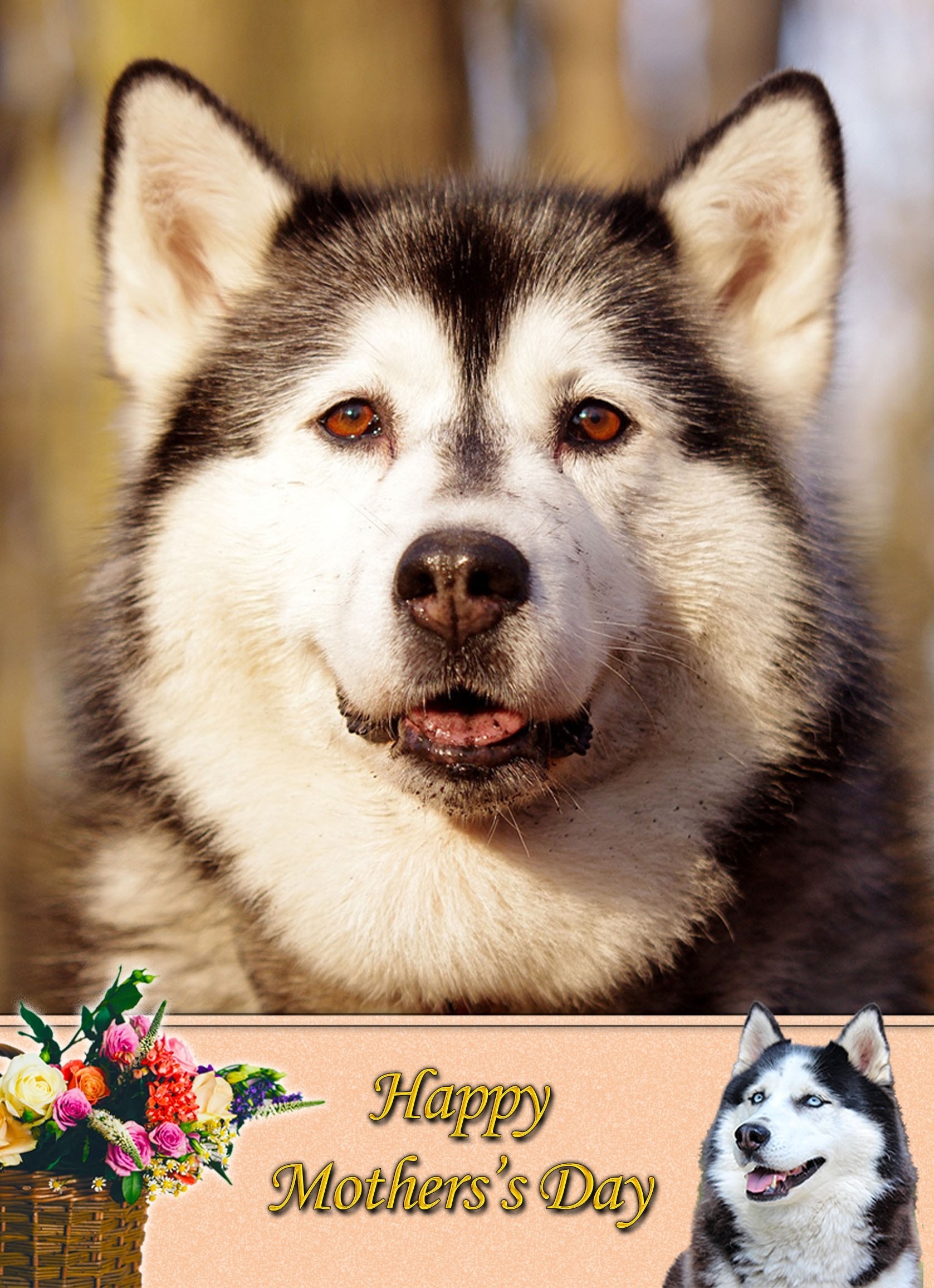 Husky Mother's Day Card