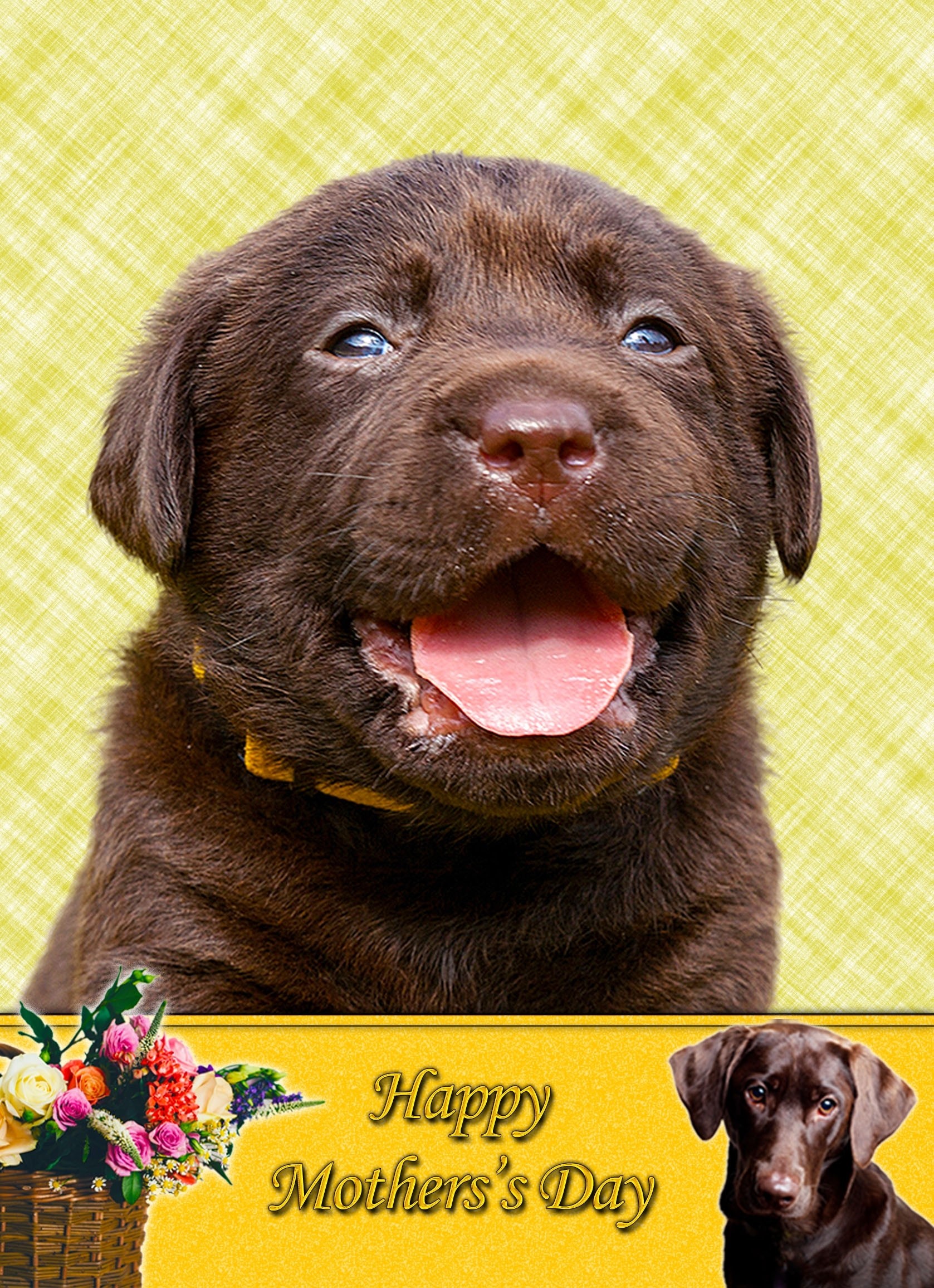 Chocolate Labrador Mother's Day Card