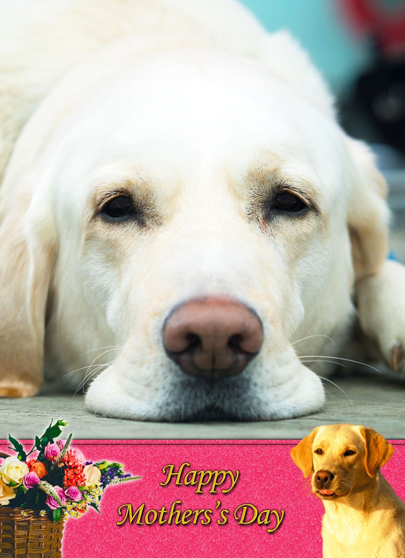 Golden Labrador Mother's Day Card