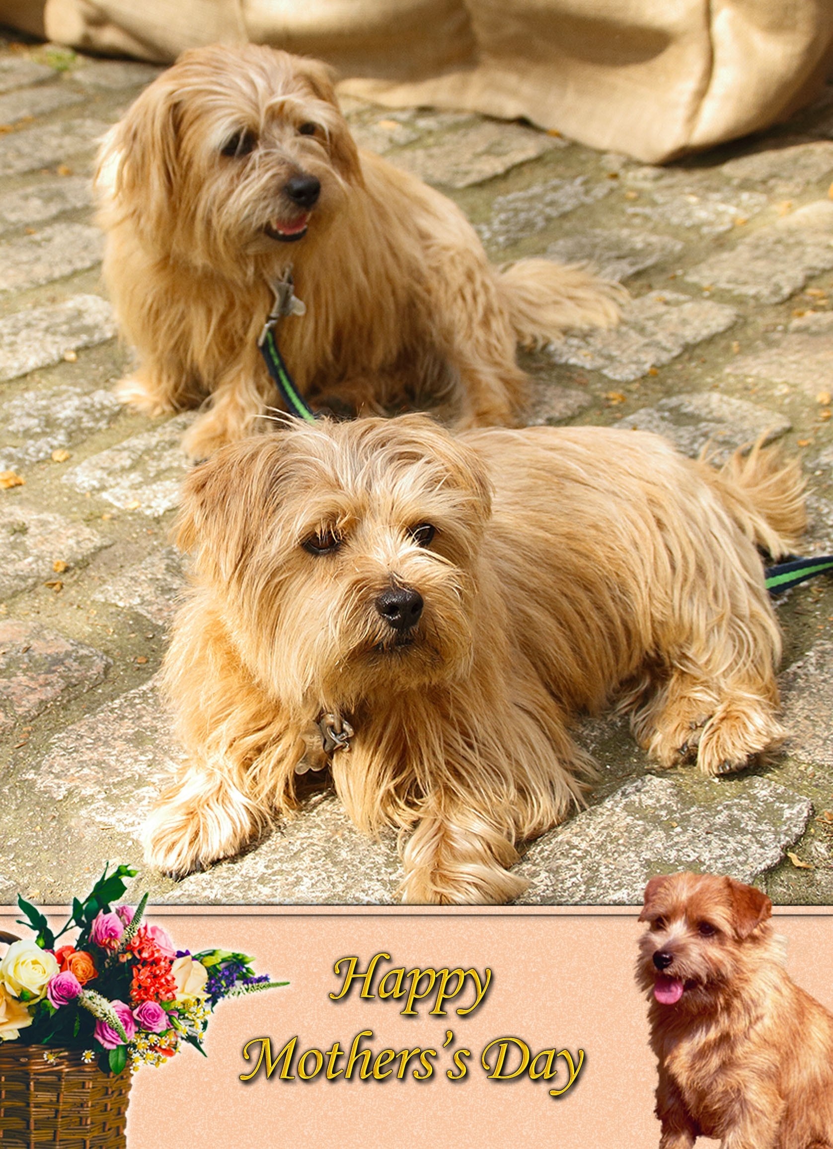 Norfolk Terrier Mother's Day Card