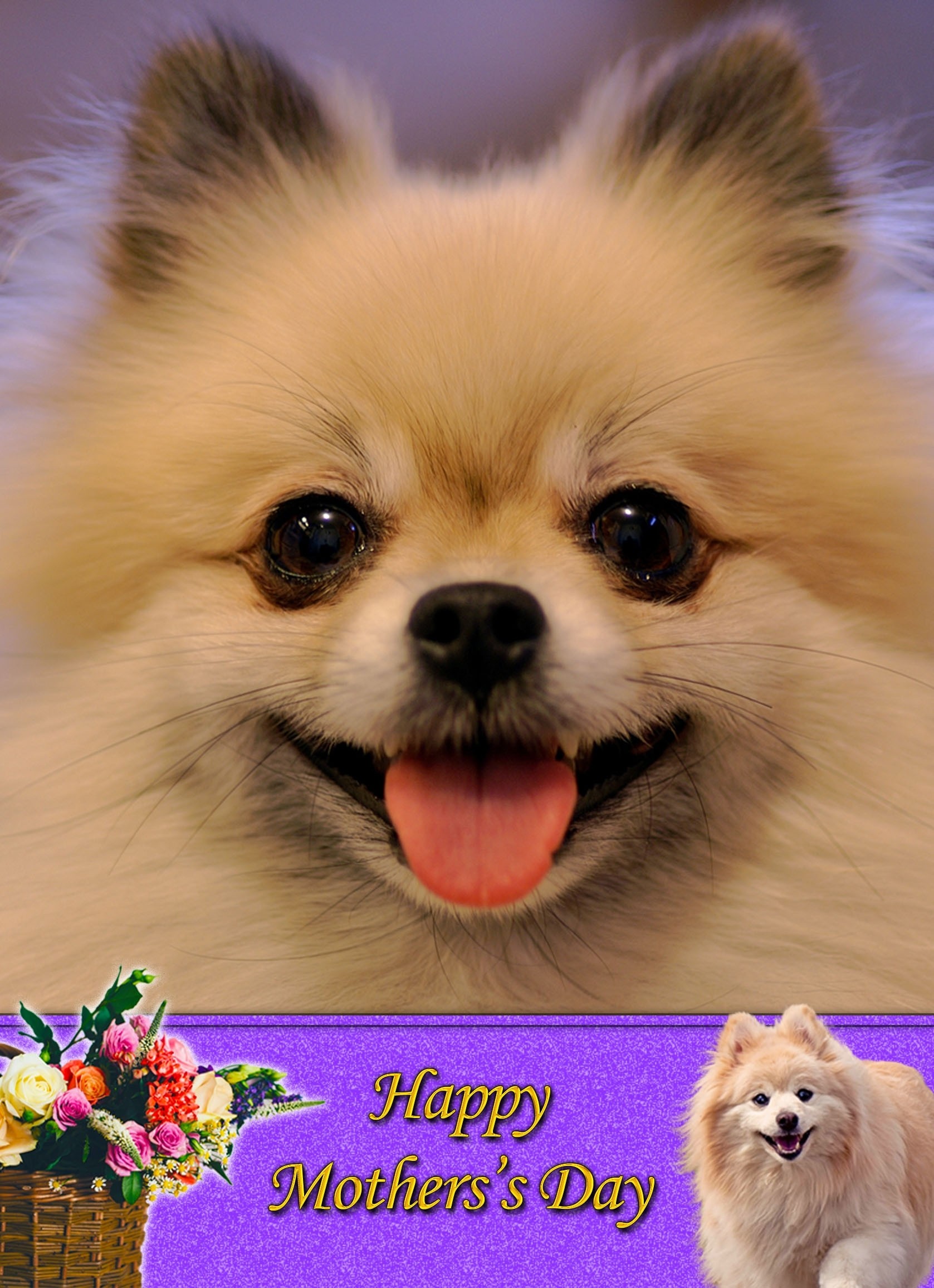 Pomeranian Mother's Day Card