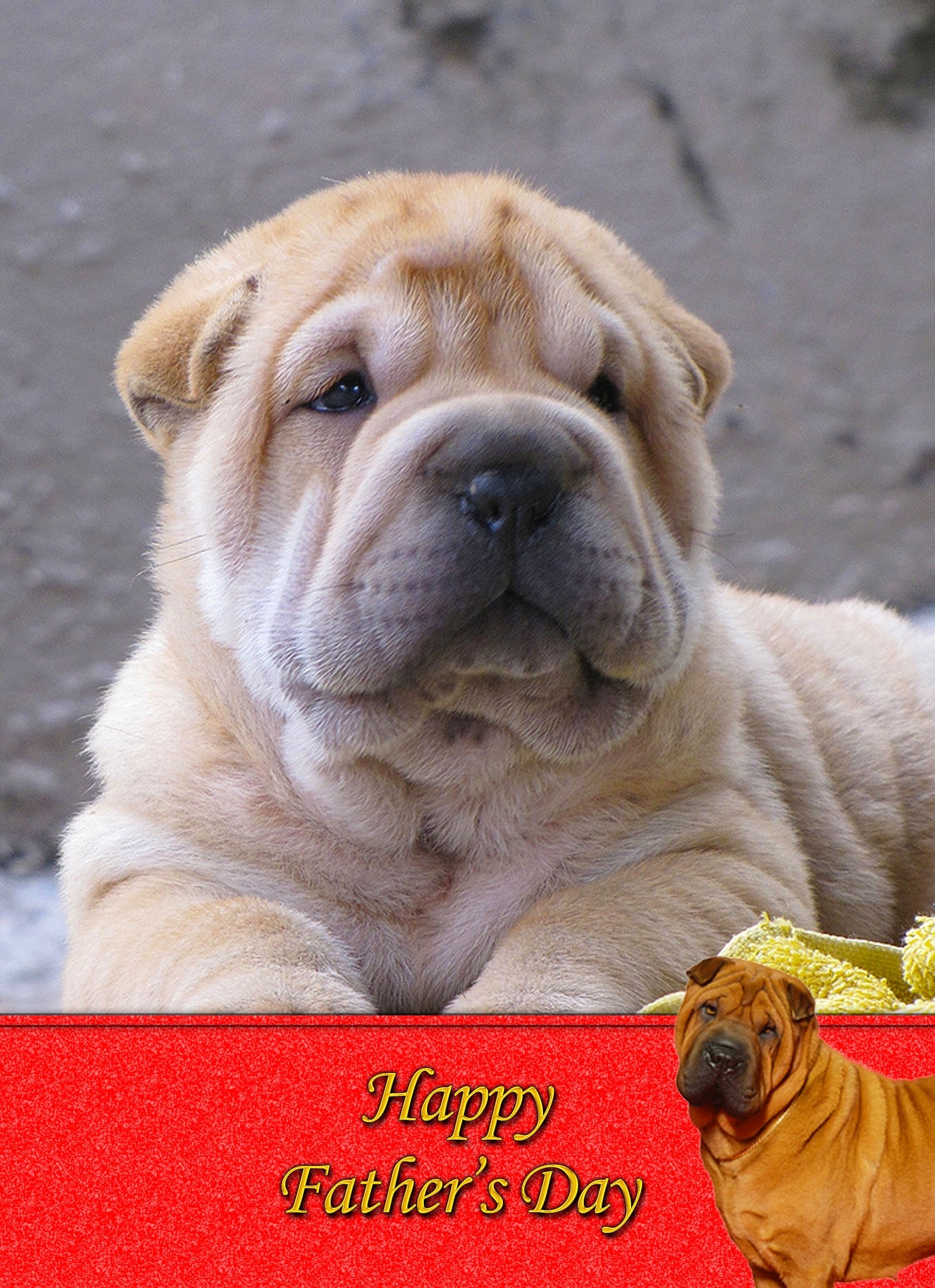 Shar Pei Father's Day Card