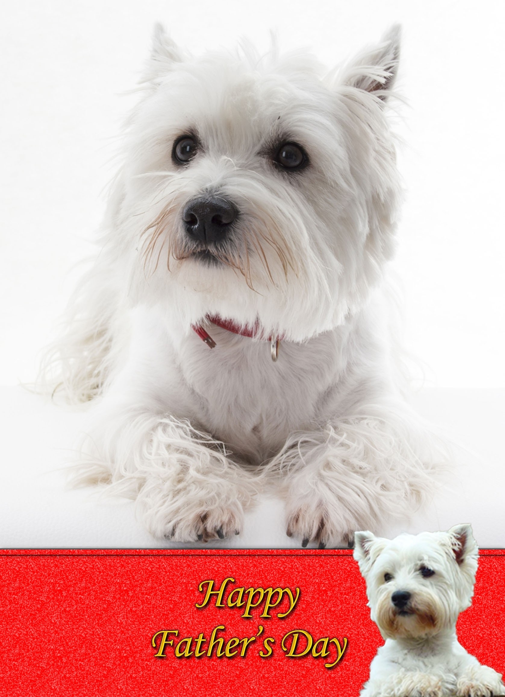 West Highland Terrier Father's Day Card