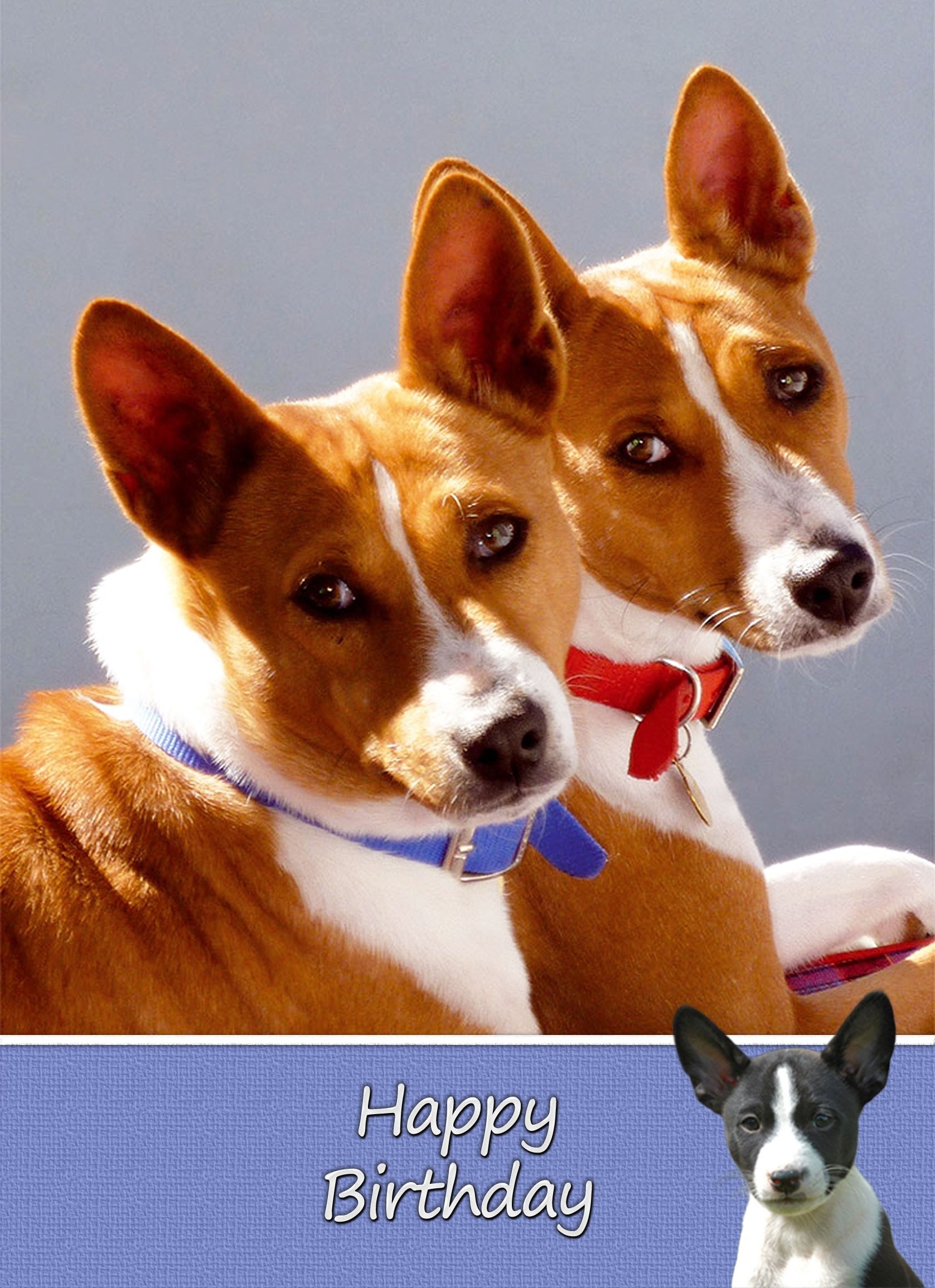 Basenji Dog Birthday Card