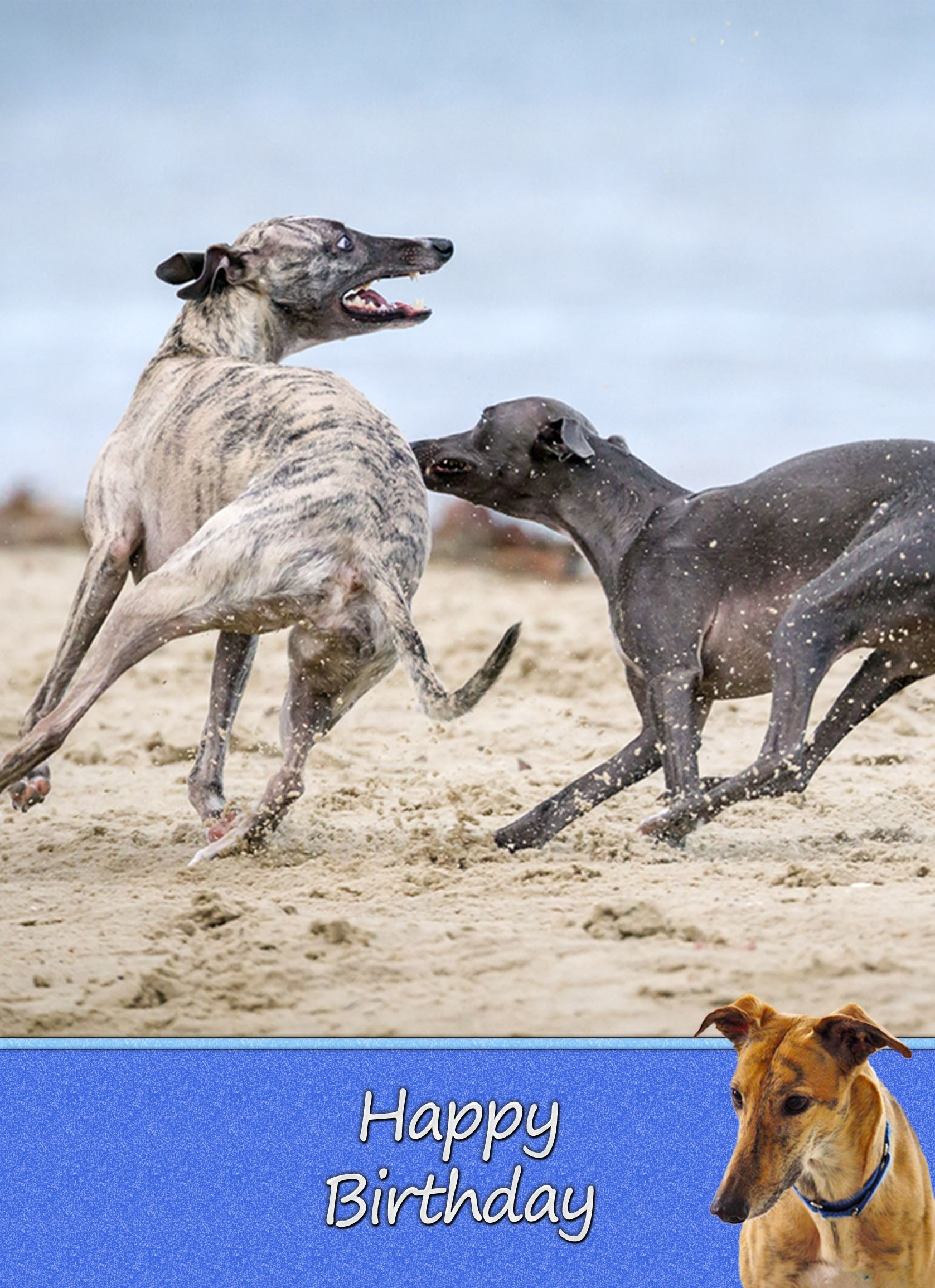 Greyhound Birthday Card