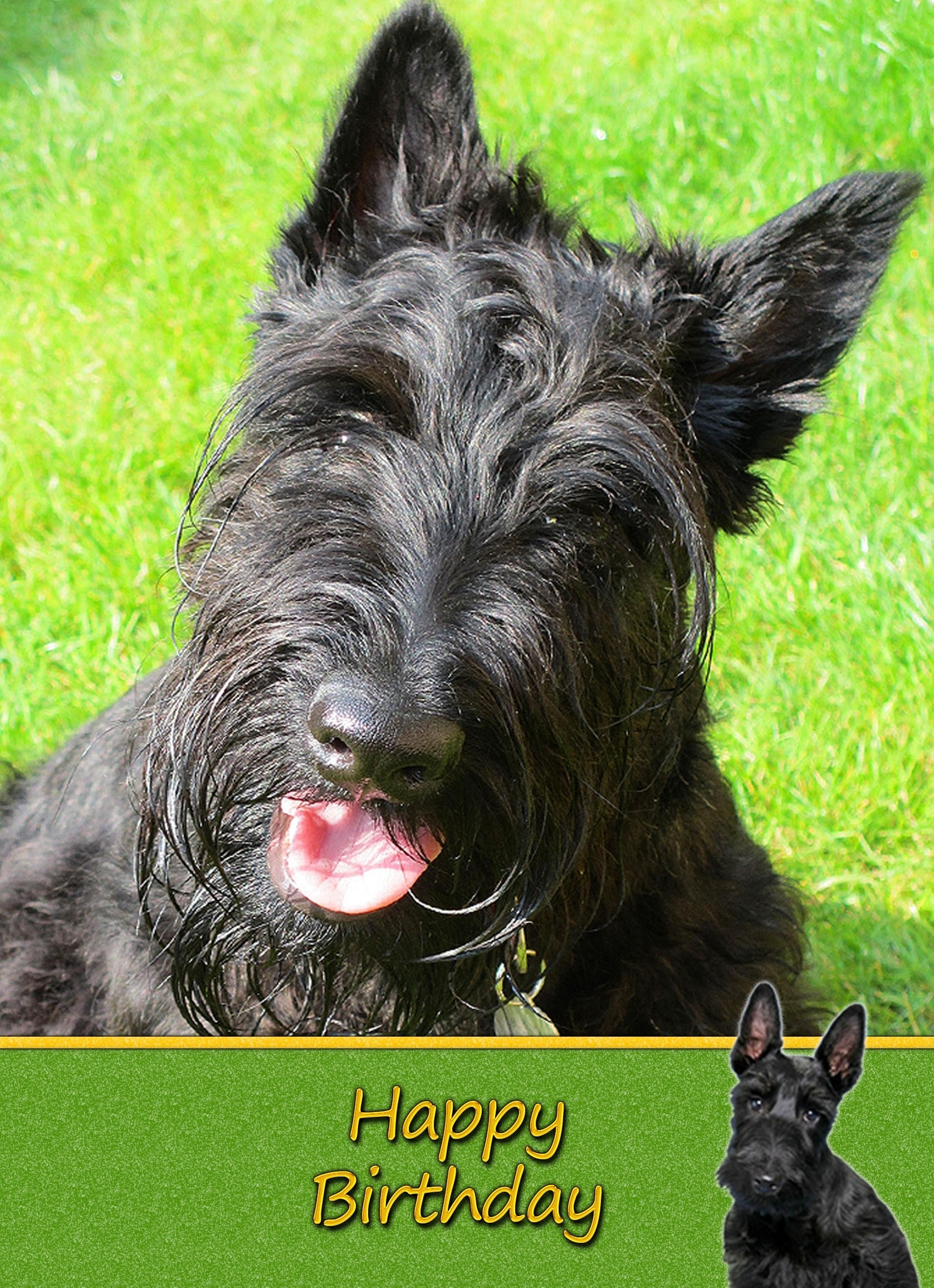 Scottish Terrier Dog Birthday Card