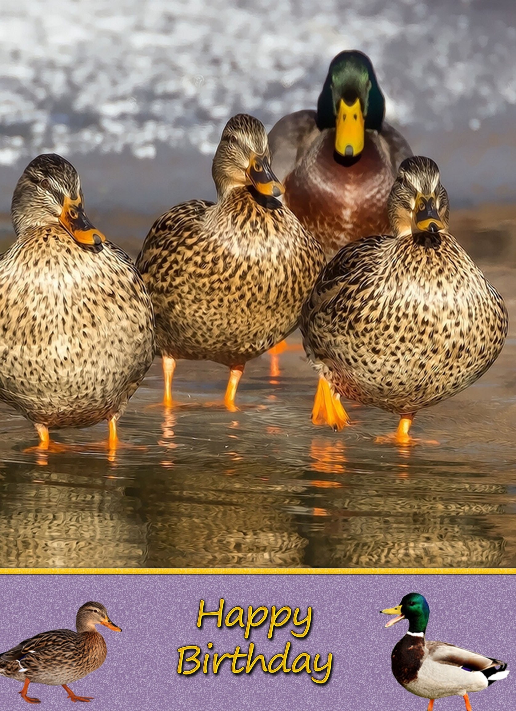 Duck Birthday Card