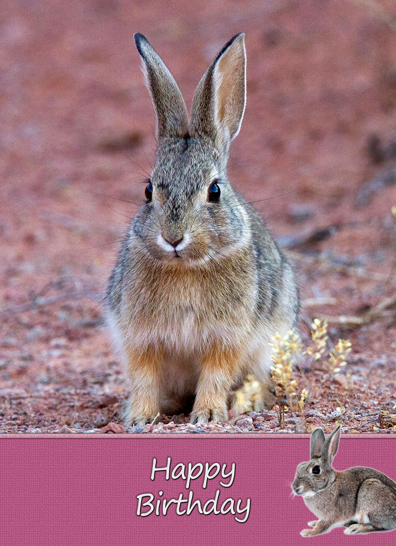 Bunny Rabbit Birthday Card