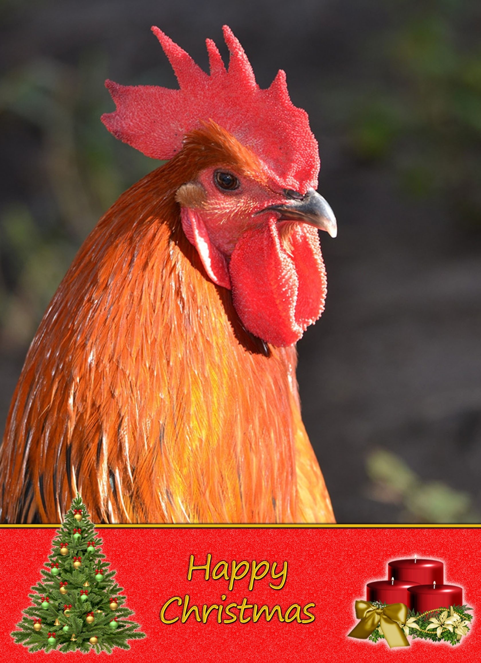 Chicken christmas card