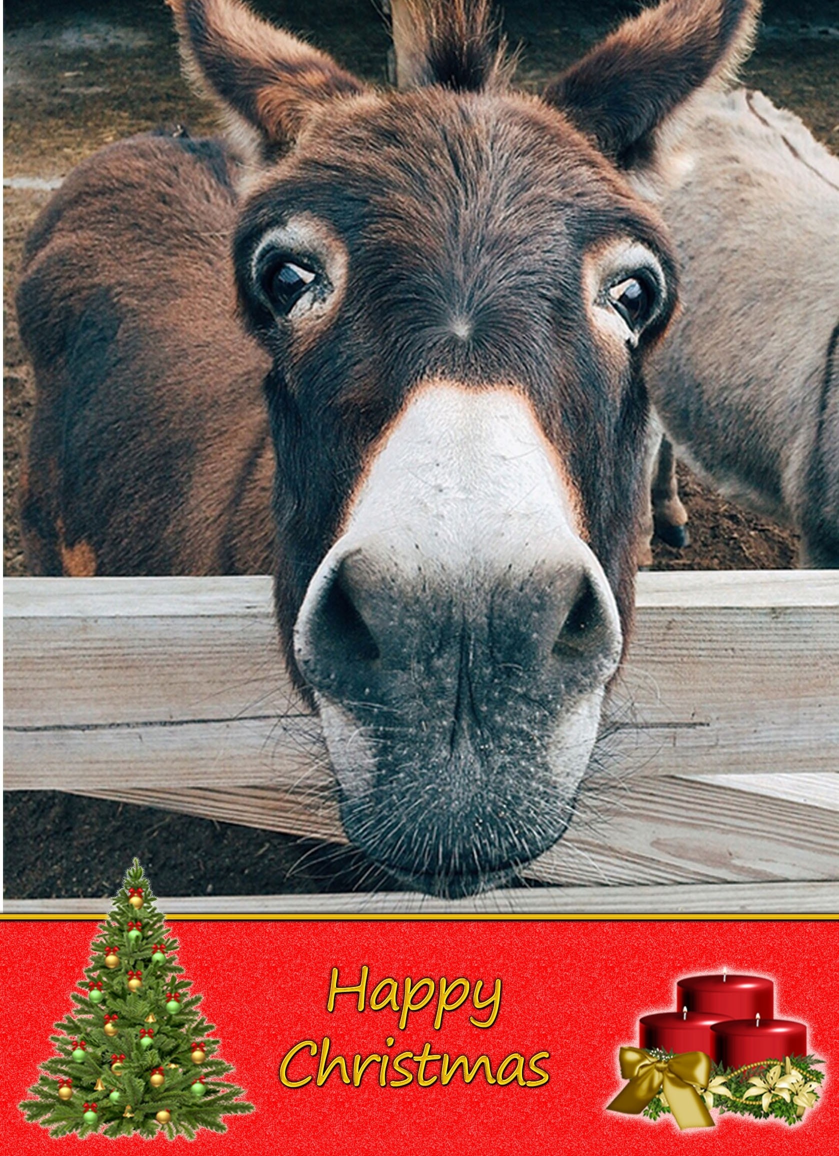 Donkey christmas card