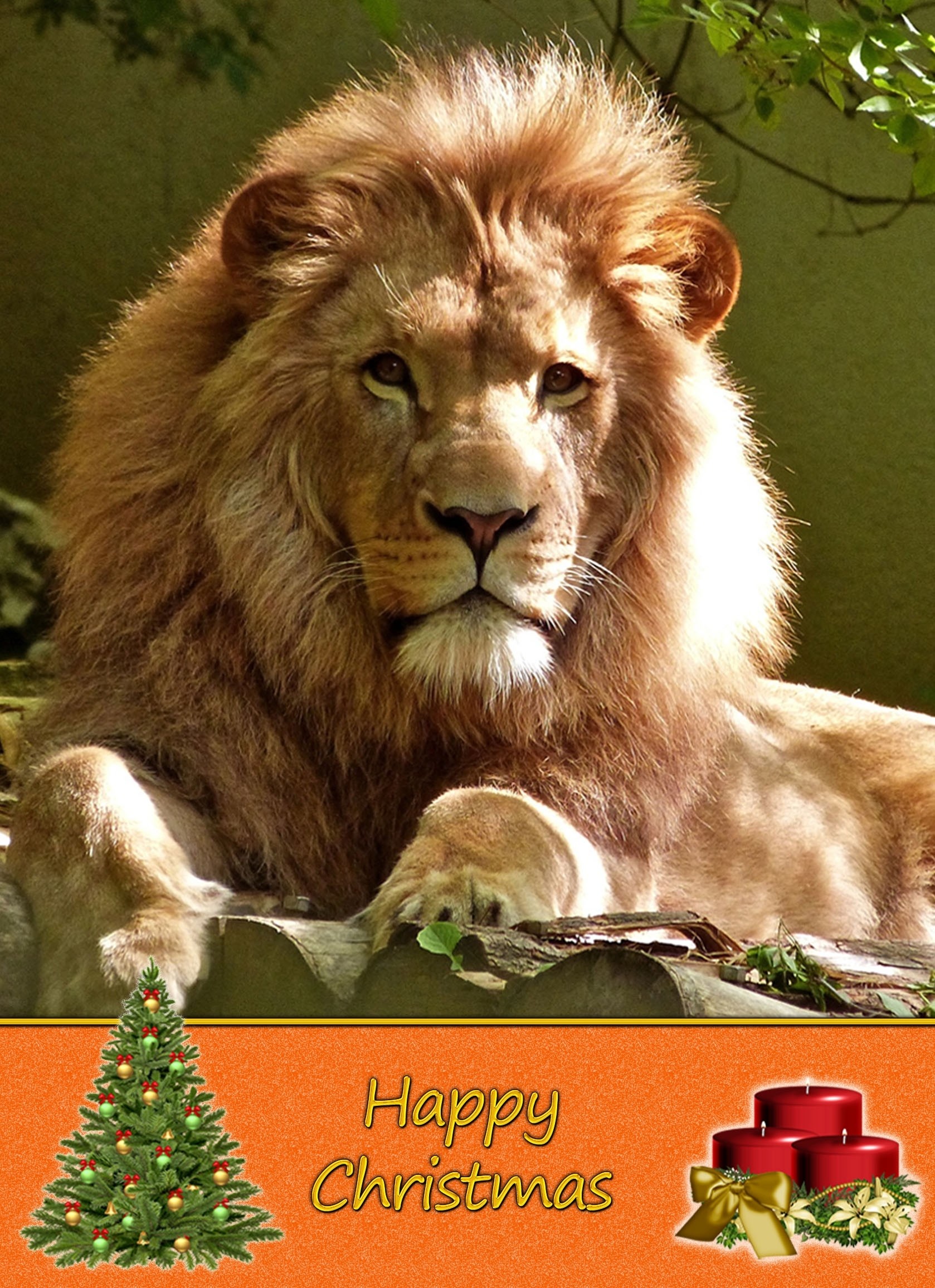 Lion Christmas Card
