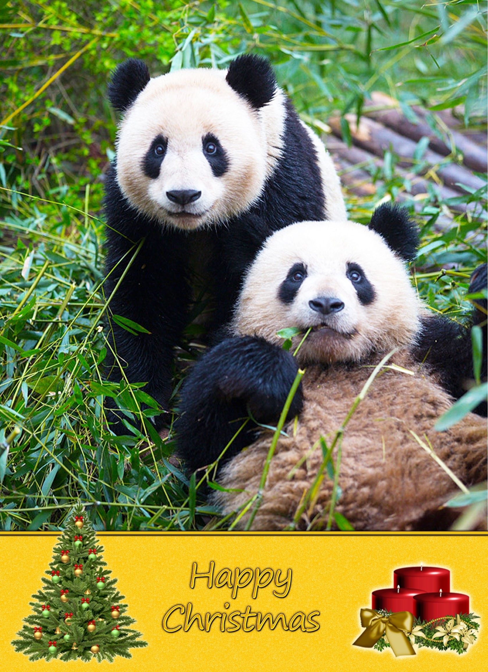 Panda christmas card
