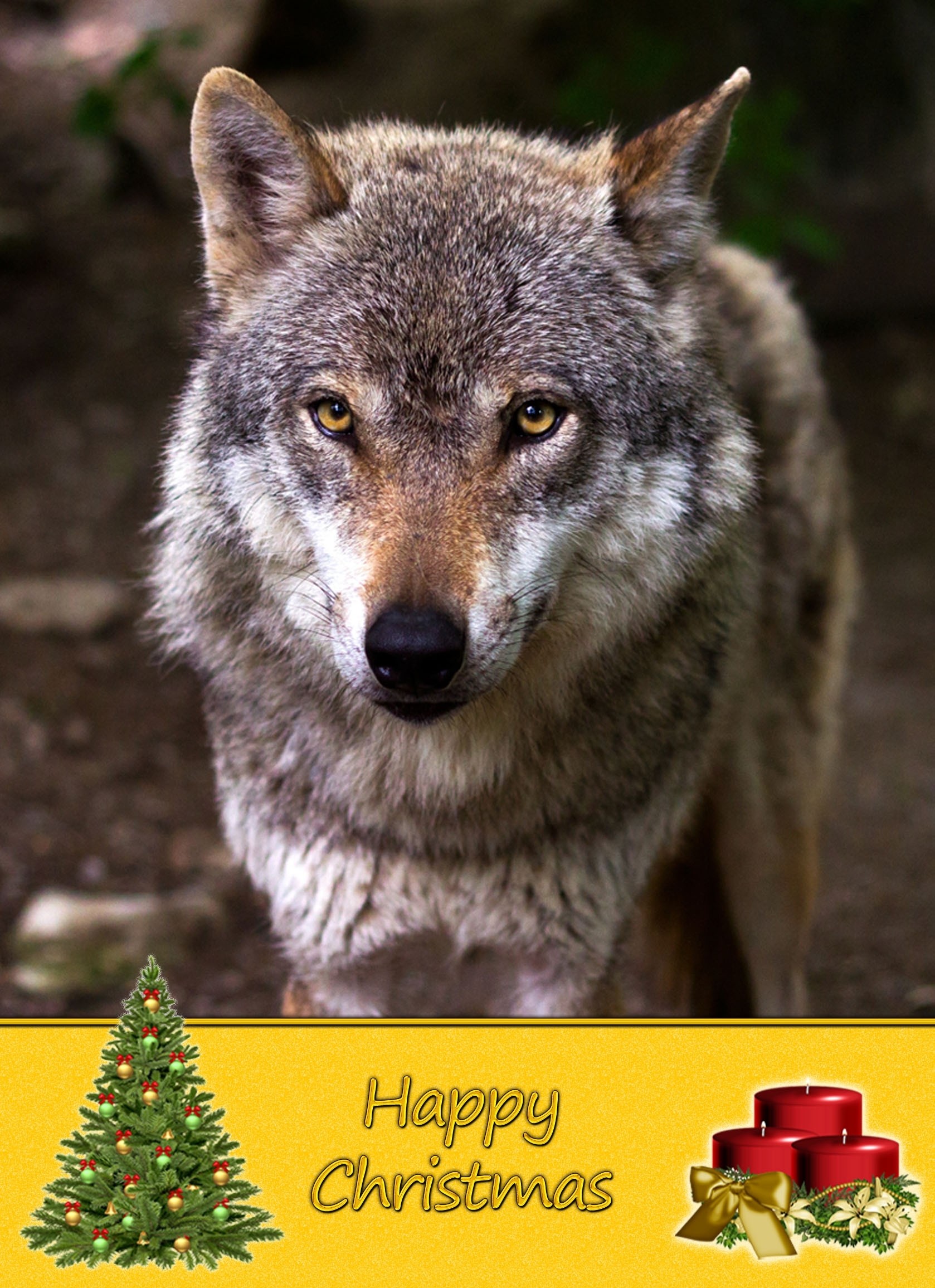 Wolf christmas card