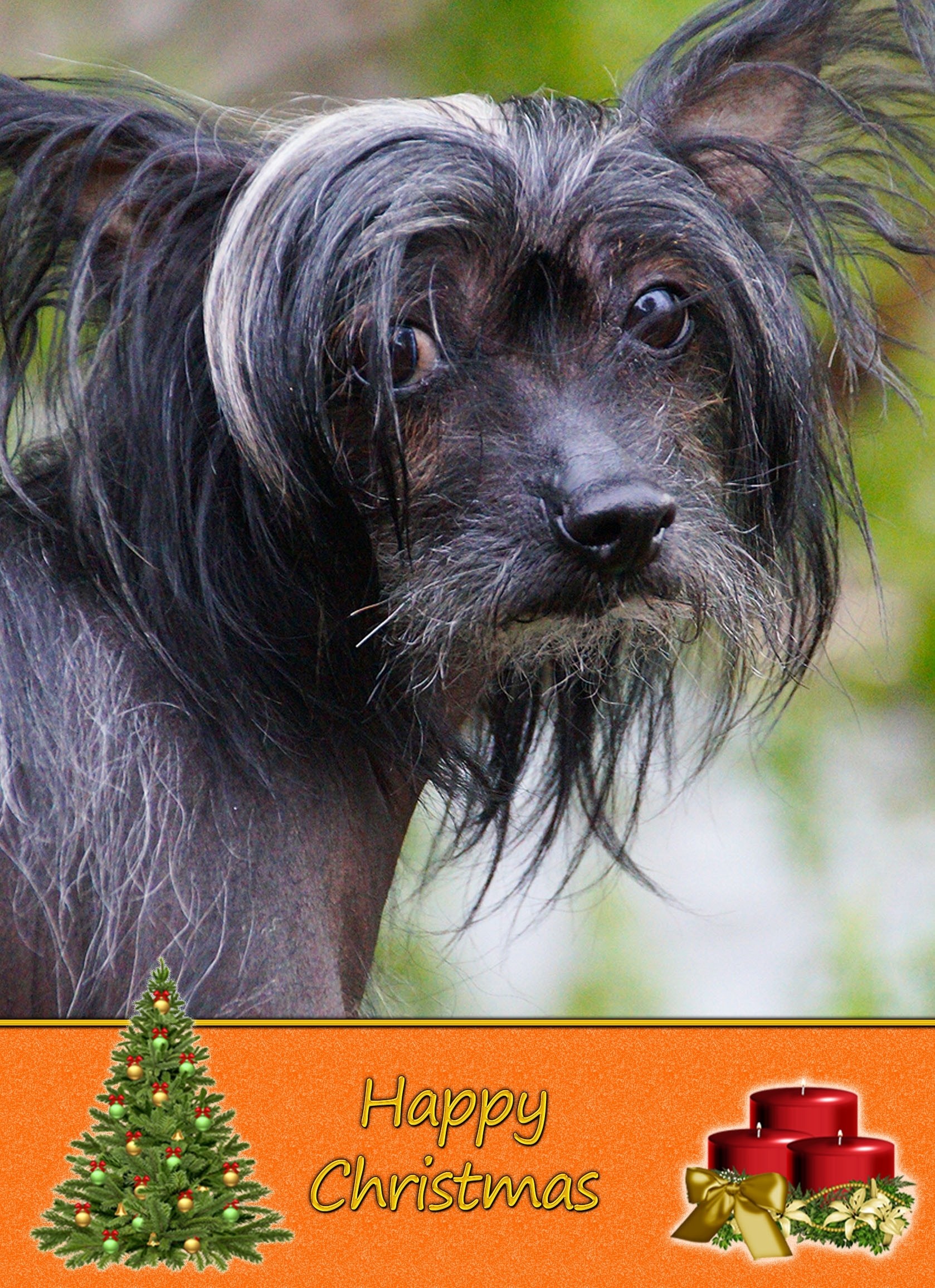 Chinese Crested Christmas Card
