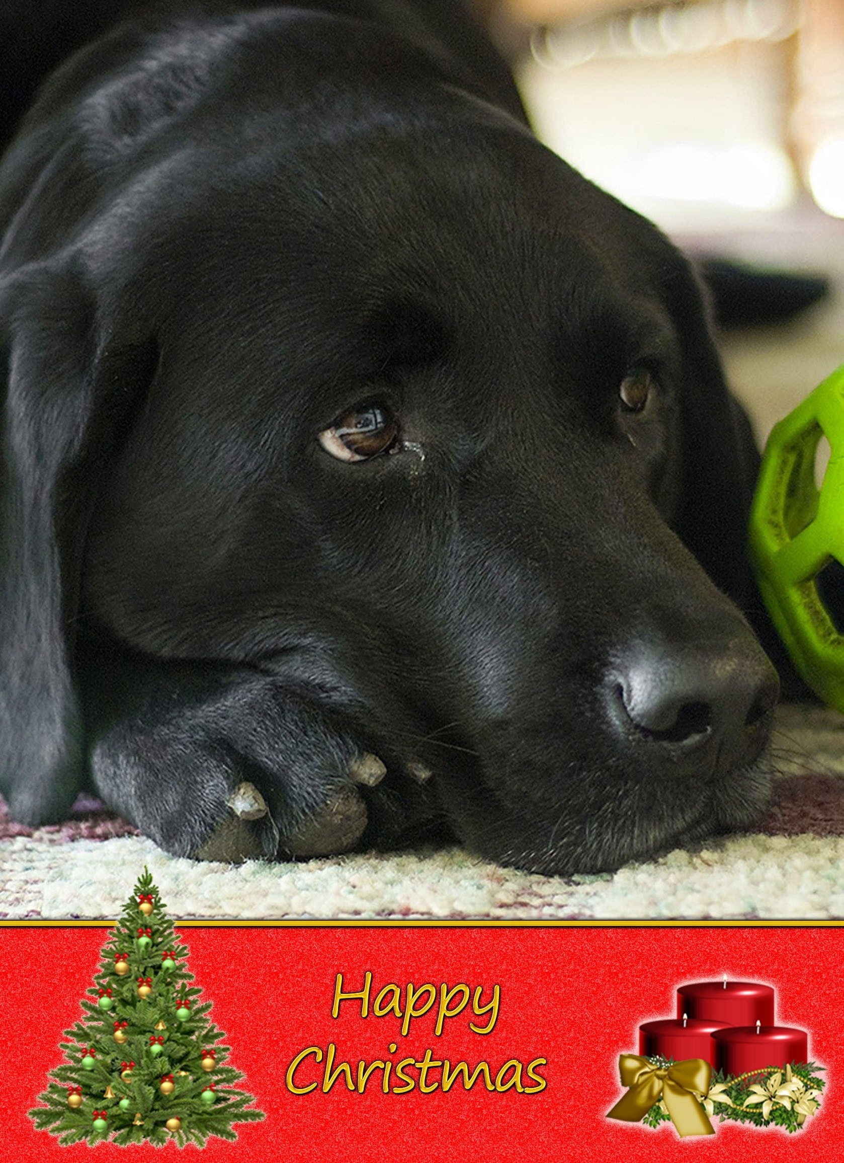 Black Labrador Christmas Card