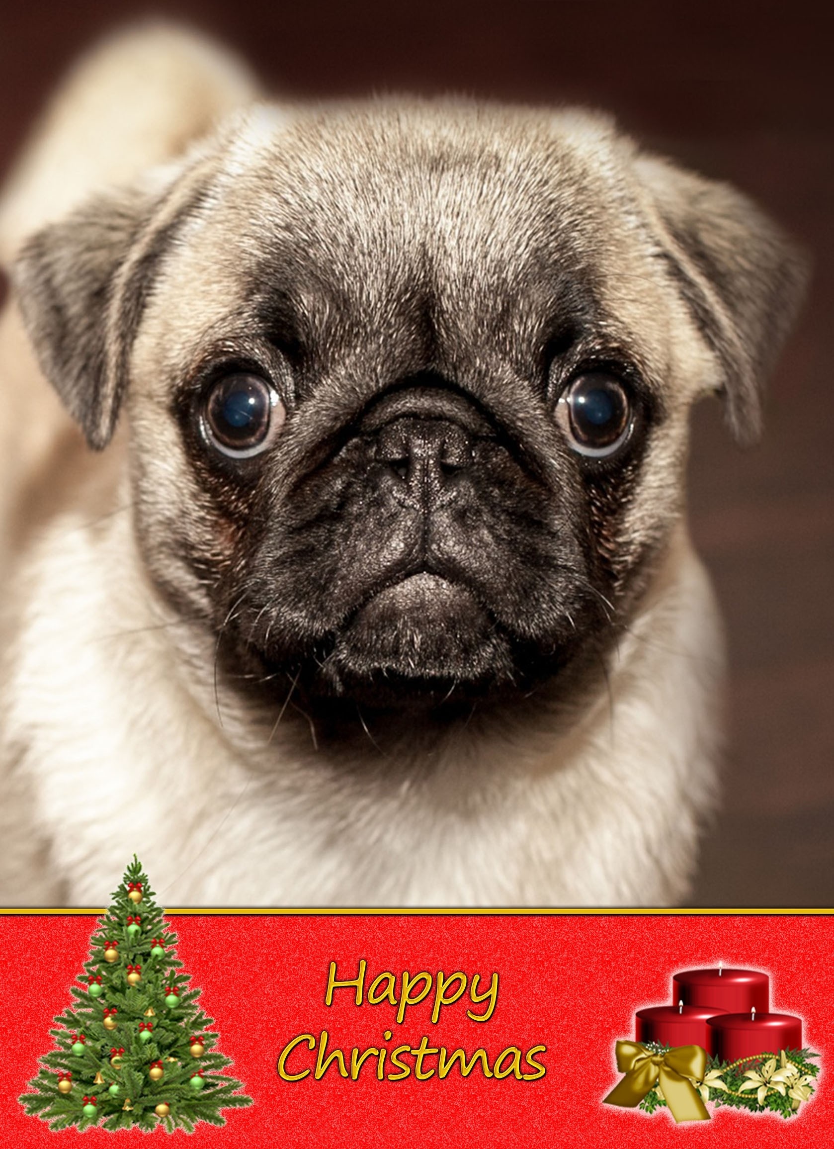 Pug christmas card