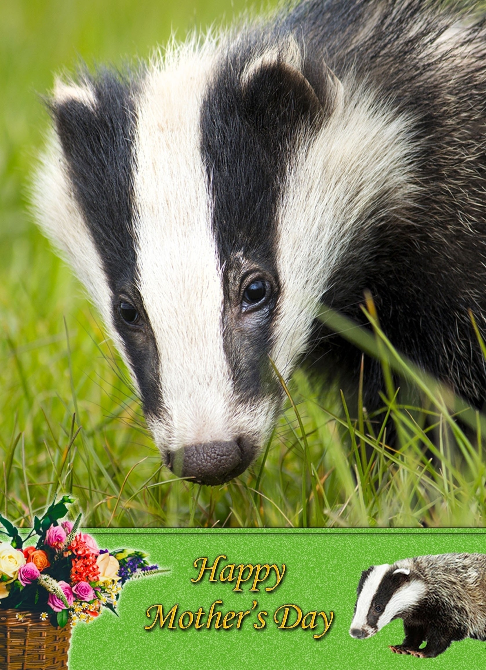 Badger Mother's Day Card