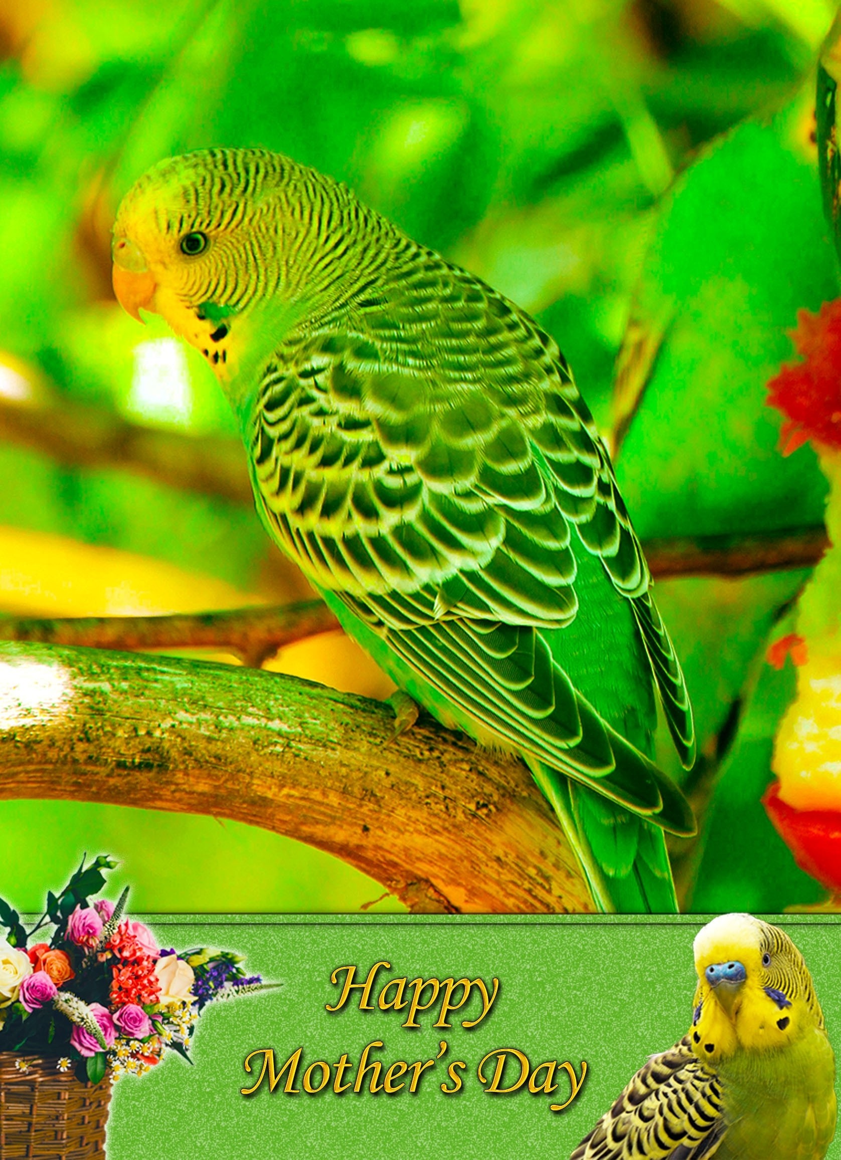 Budgie Mother's Day Card