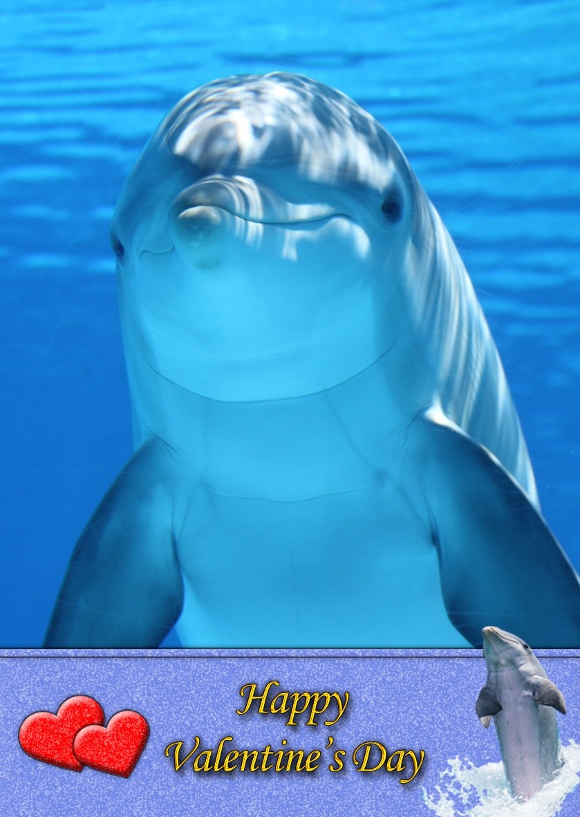 Dolphin Valentine's Day Card