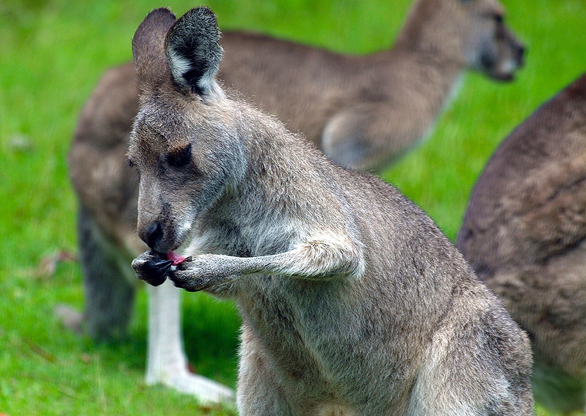 Kangaroo Greeting Card 