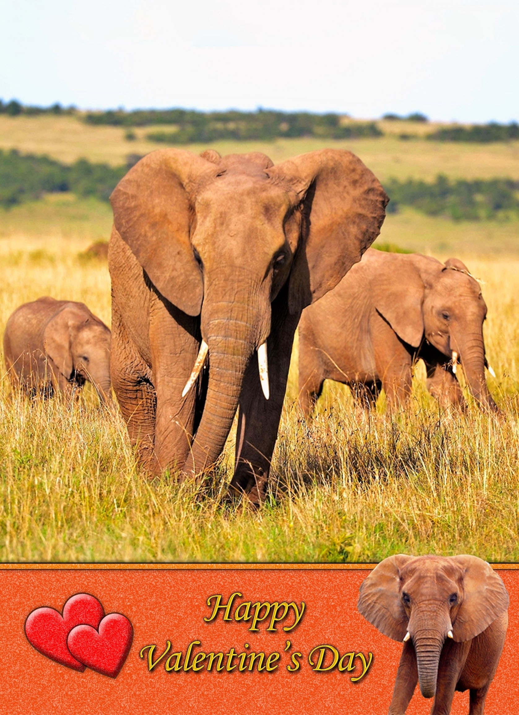 Elephant Valentine's Day Card