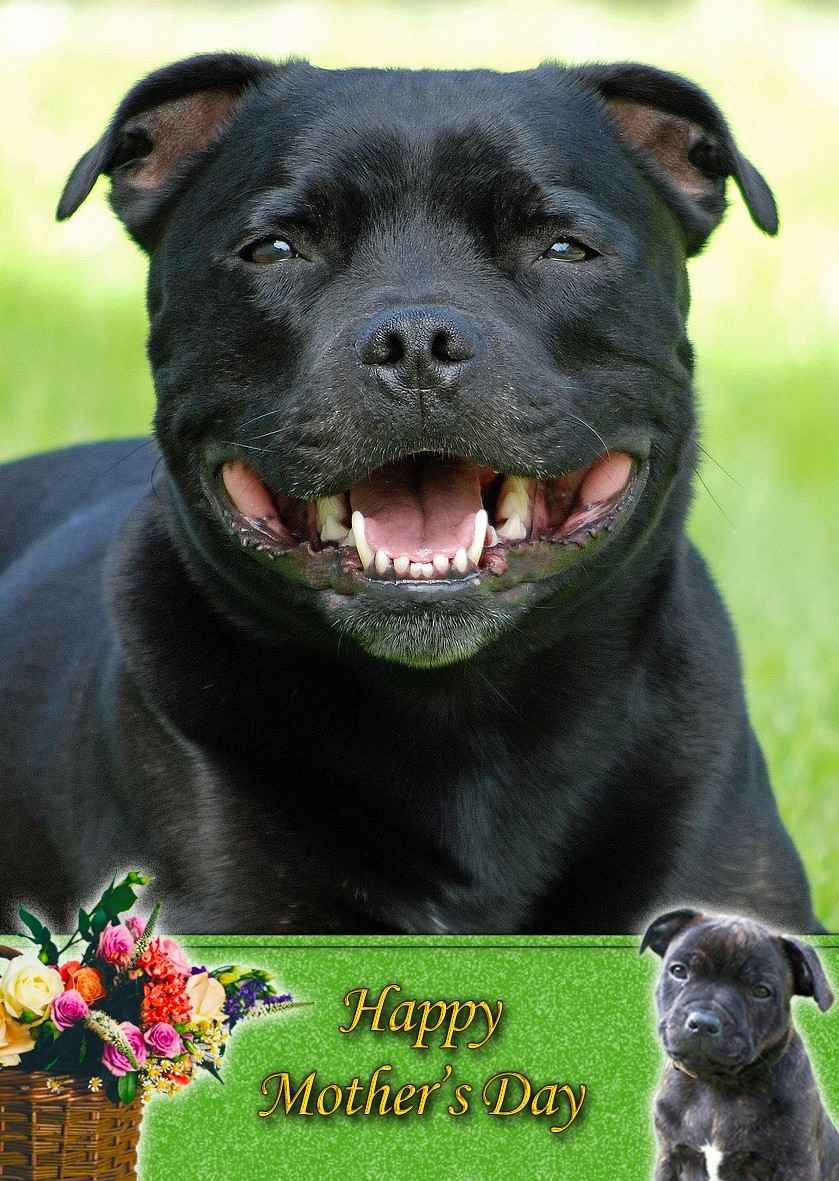 Staffordshire Bull Terrier Mother's Day Card